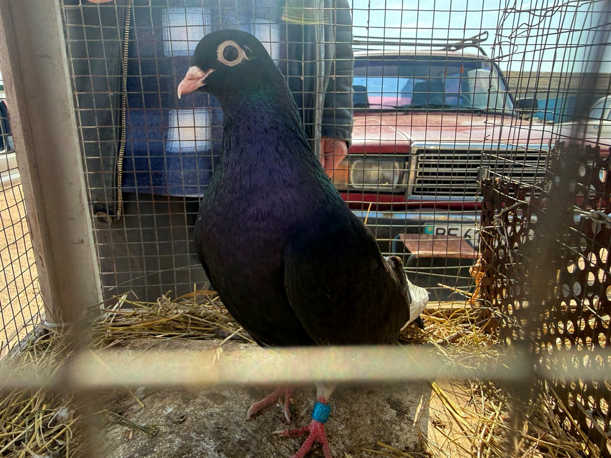 Голуб-вертун, він же турман