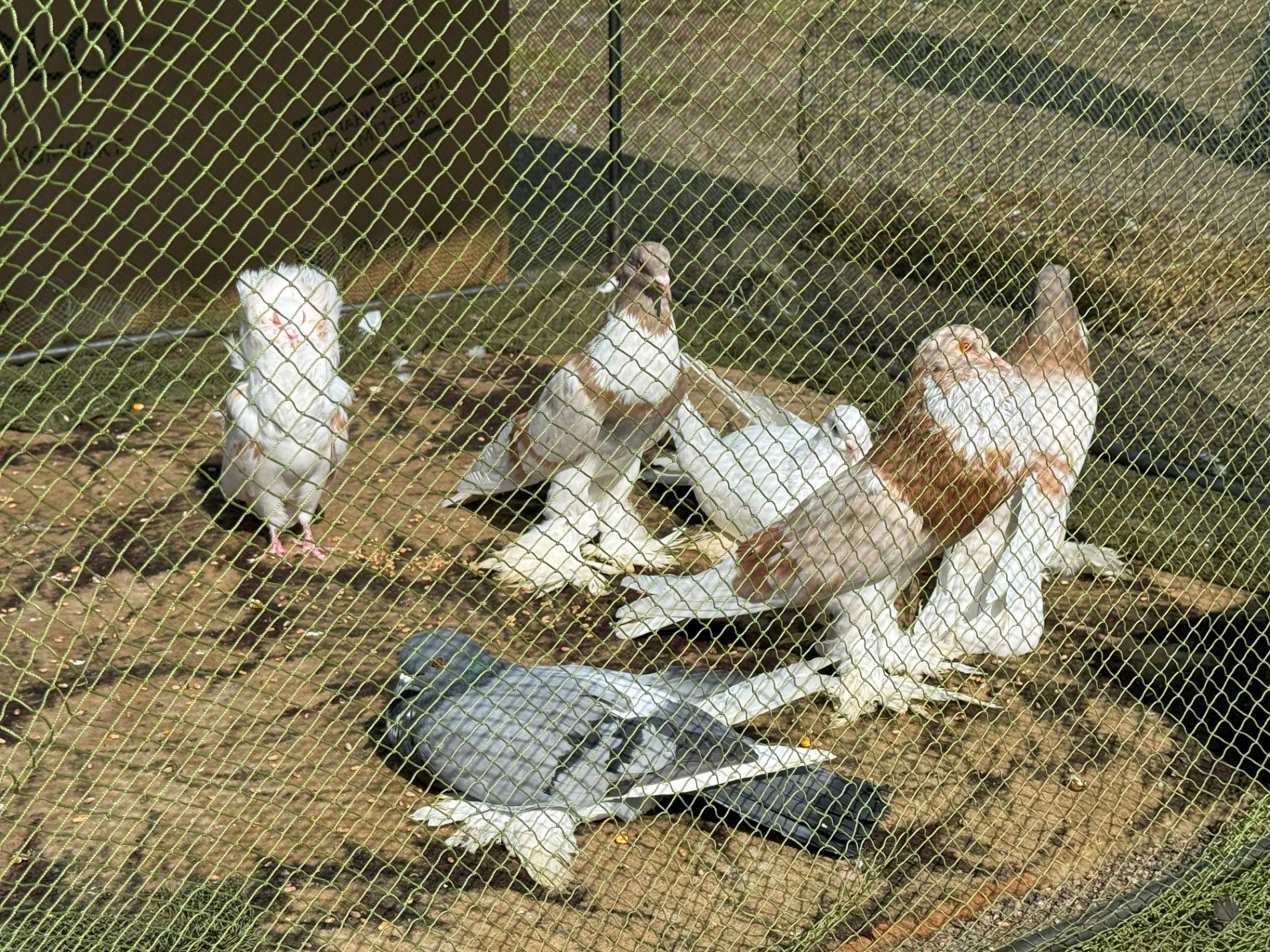 Хто такі голуби-вертуни та що вміє миколаївська льотна порода: репортаж з ярмарку в Первомайську