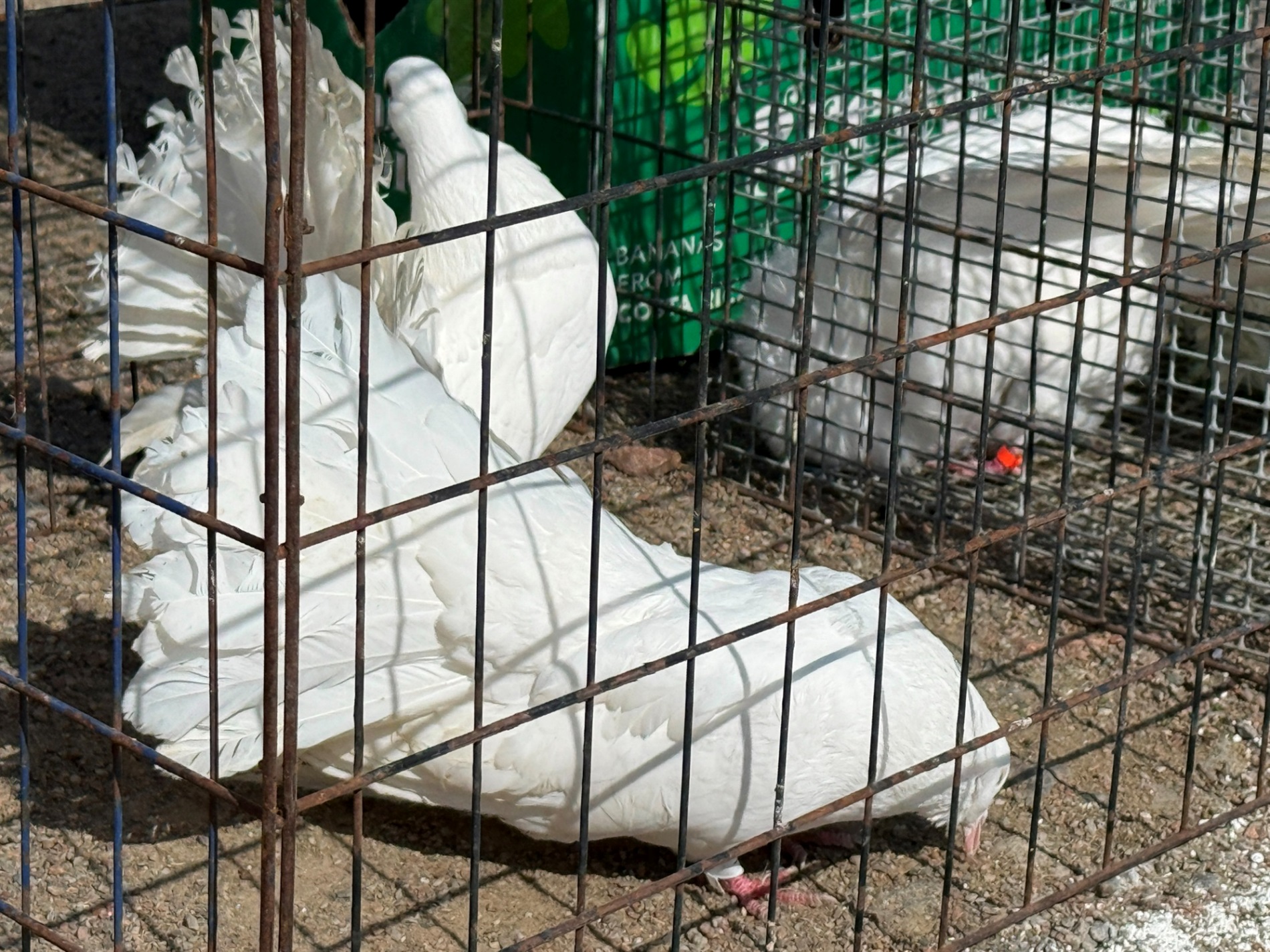 Хто такі голуби-вертуни та що вміє миколаївська льотна порода: репортаж з ярмарку в Первомайську