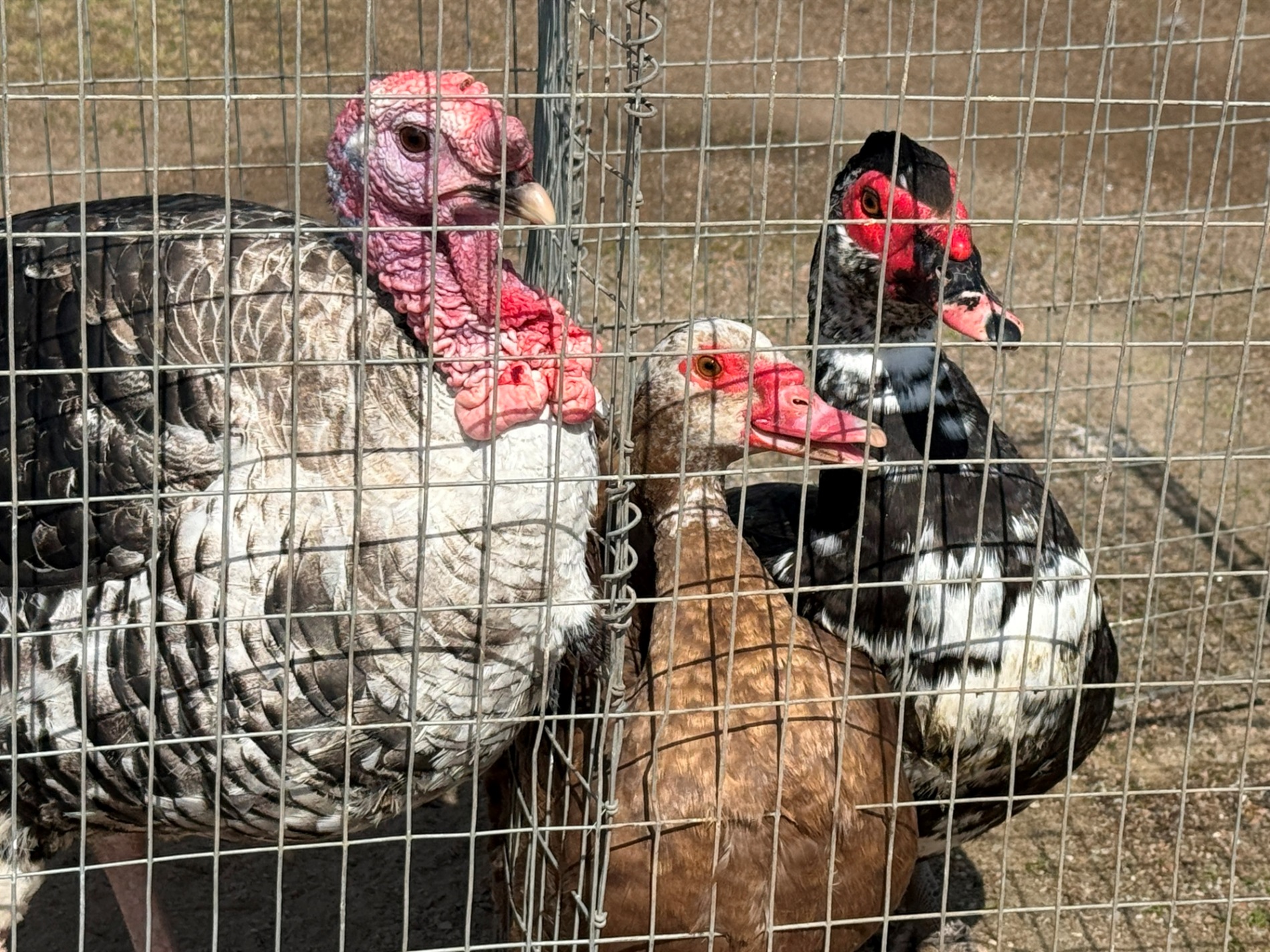 Хто такі голуби-вертуни та що вміє миколаївська льотна порода: репортаж з ярмарку в Первомайську