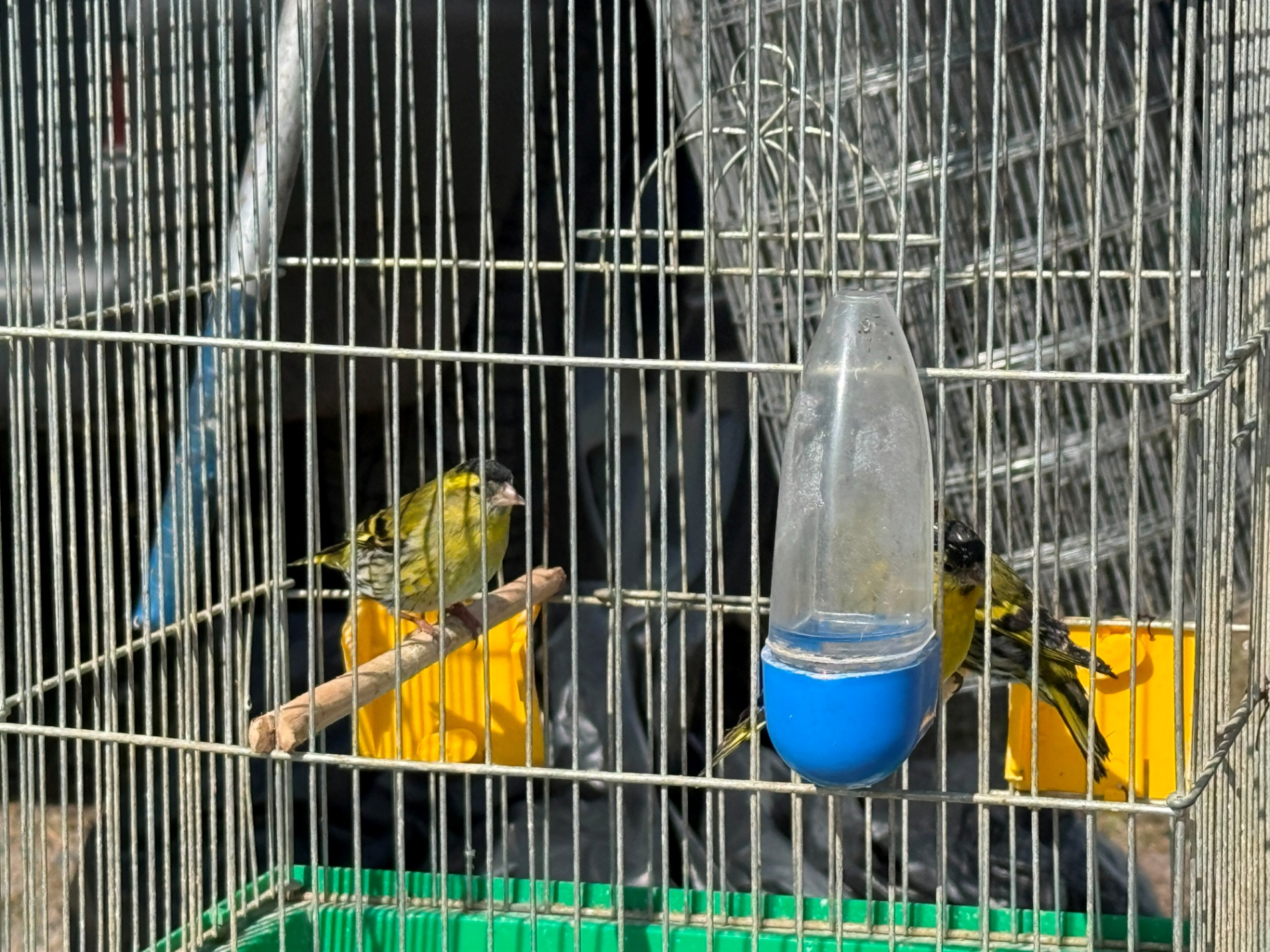 Хто такі голуби-вертуни та що вміє миколаївська льотна порода: репортаж з ярмарку в Первомайську