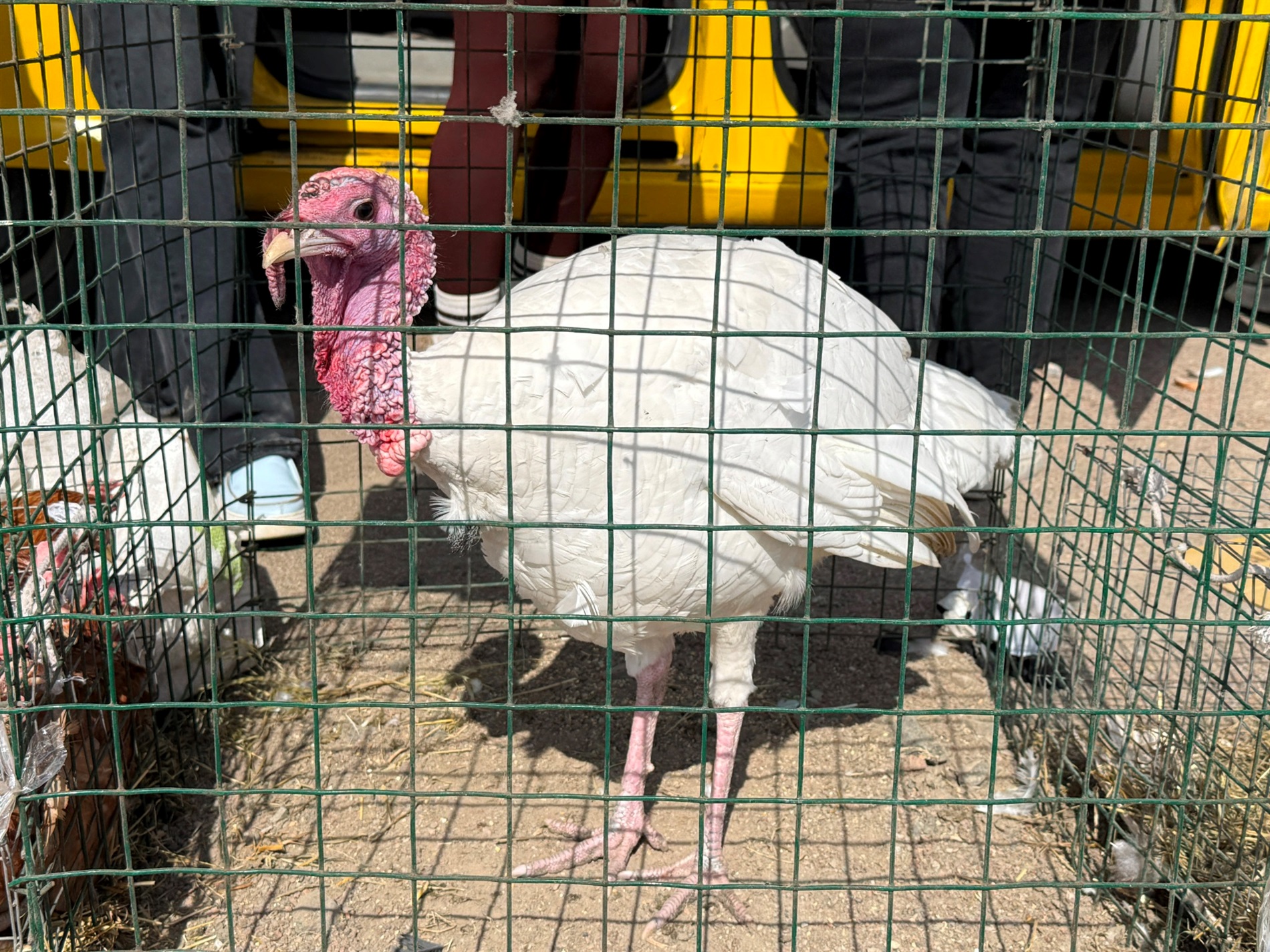 Хто такі голуби-вертуни та що вміє миколаївська льотна порода: репортаж з ярмарку в Первомайську