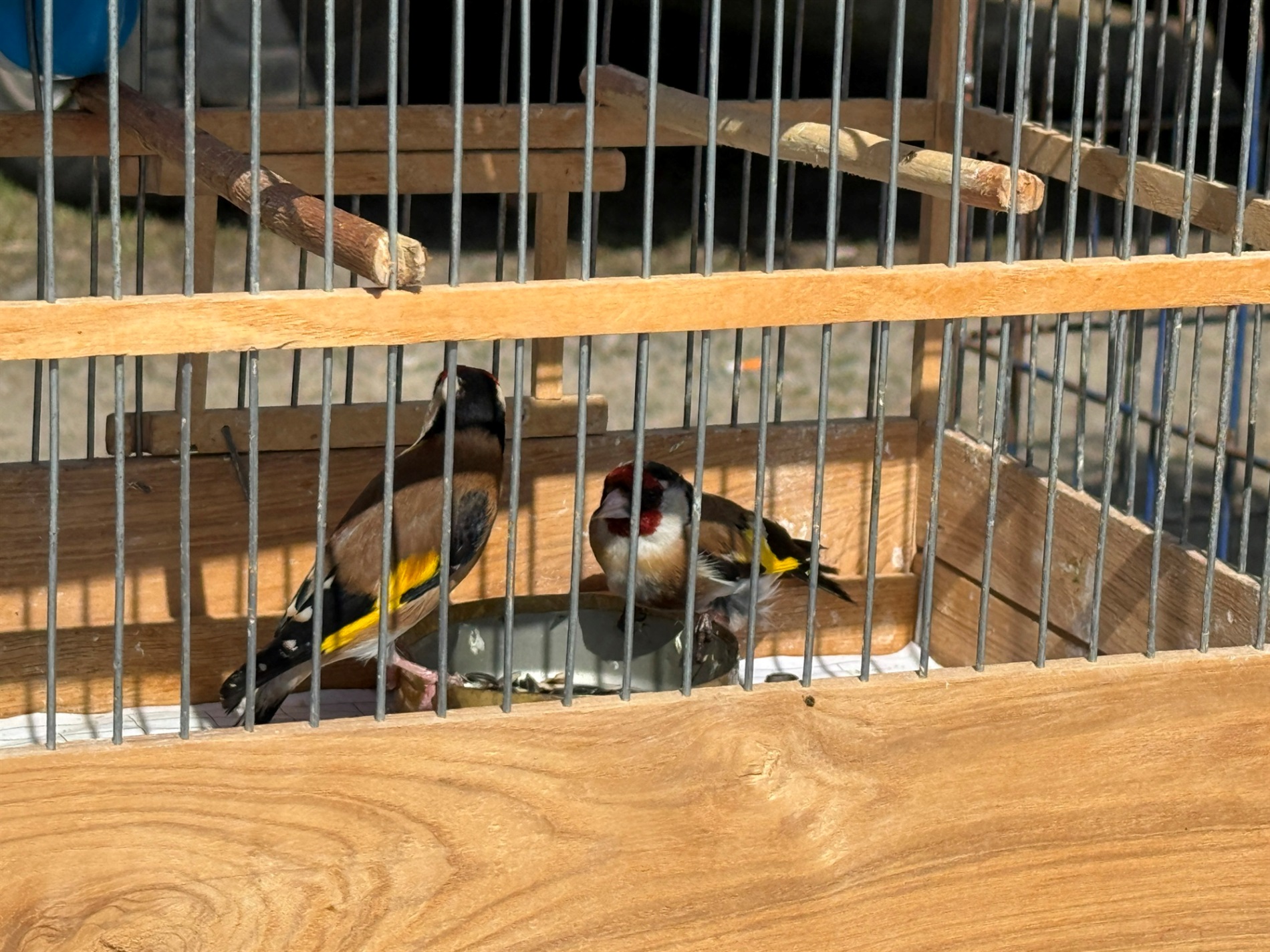 Хто такі голуби-вертуни та що вміє миколаївська льотна порода: репортаж з ярмарку в Первомайську