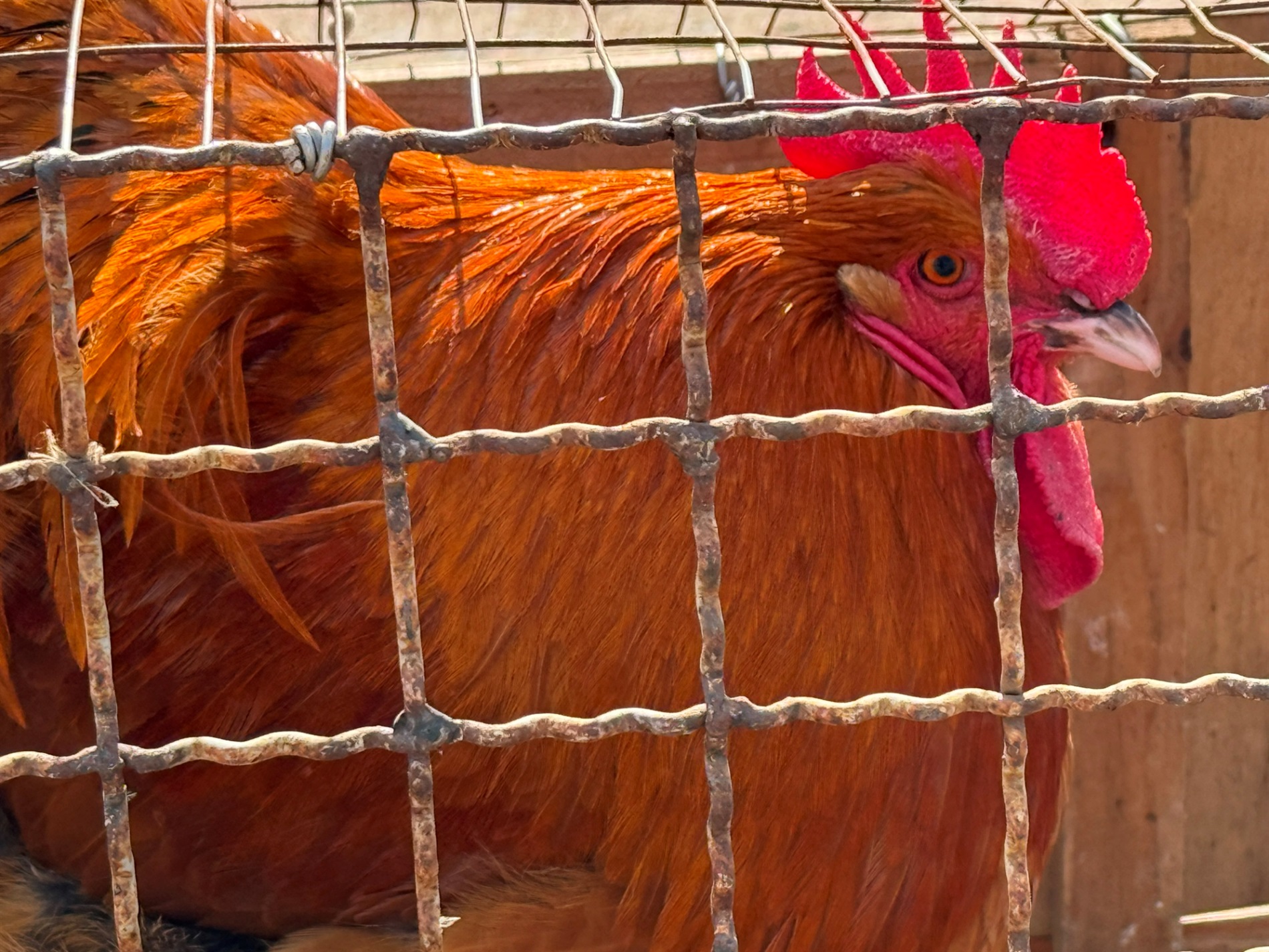 Хто такі голуби-вертуни та що вміє миколаївська льотна порода: репортаж з ярмарку в Первомайську