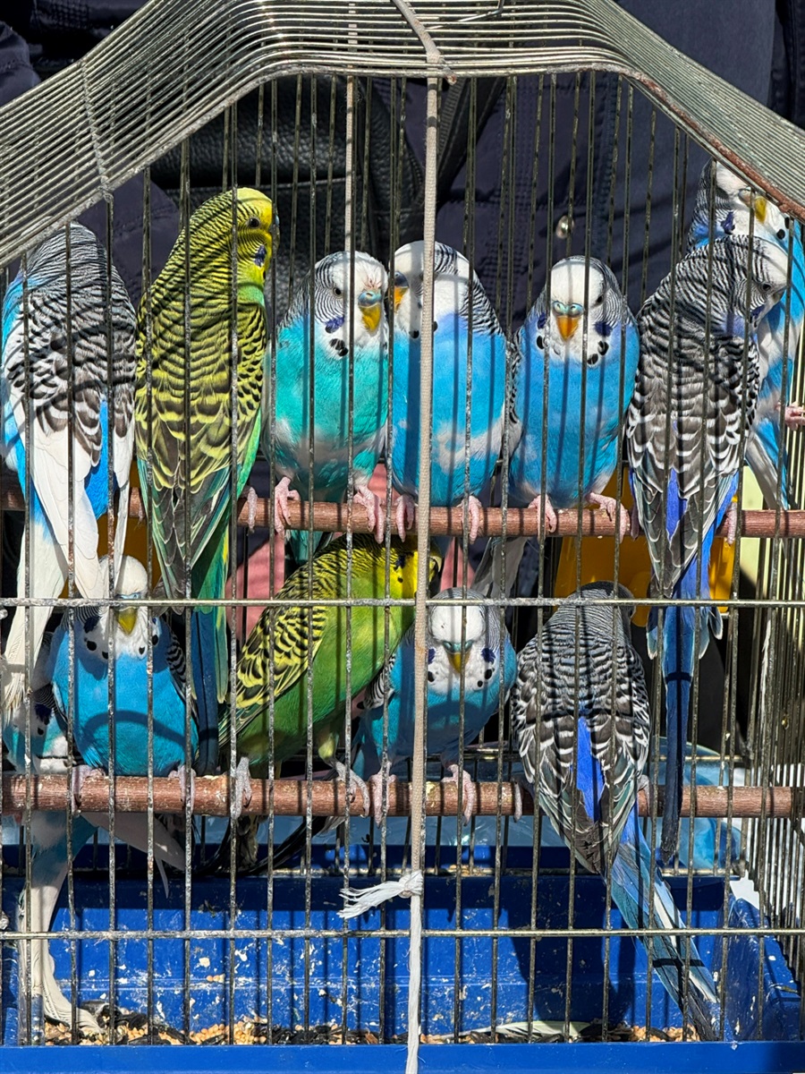 Хто такі голуби-вертуни та що вміє миколаївська льотна порода: репортаж з ярмарку в Первомайську