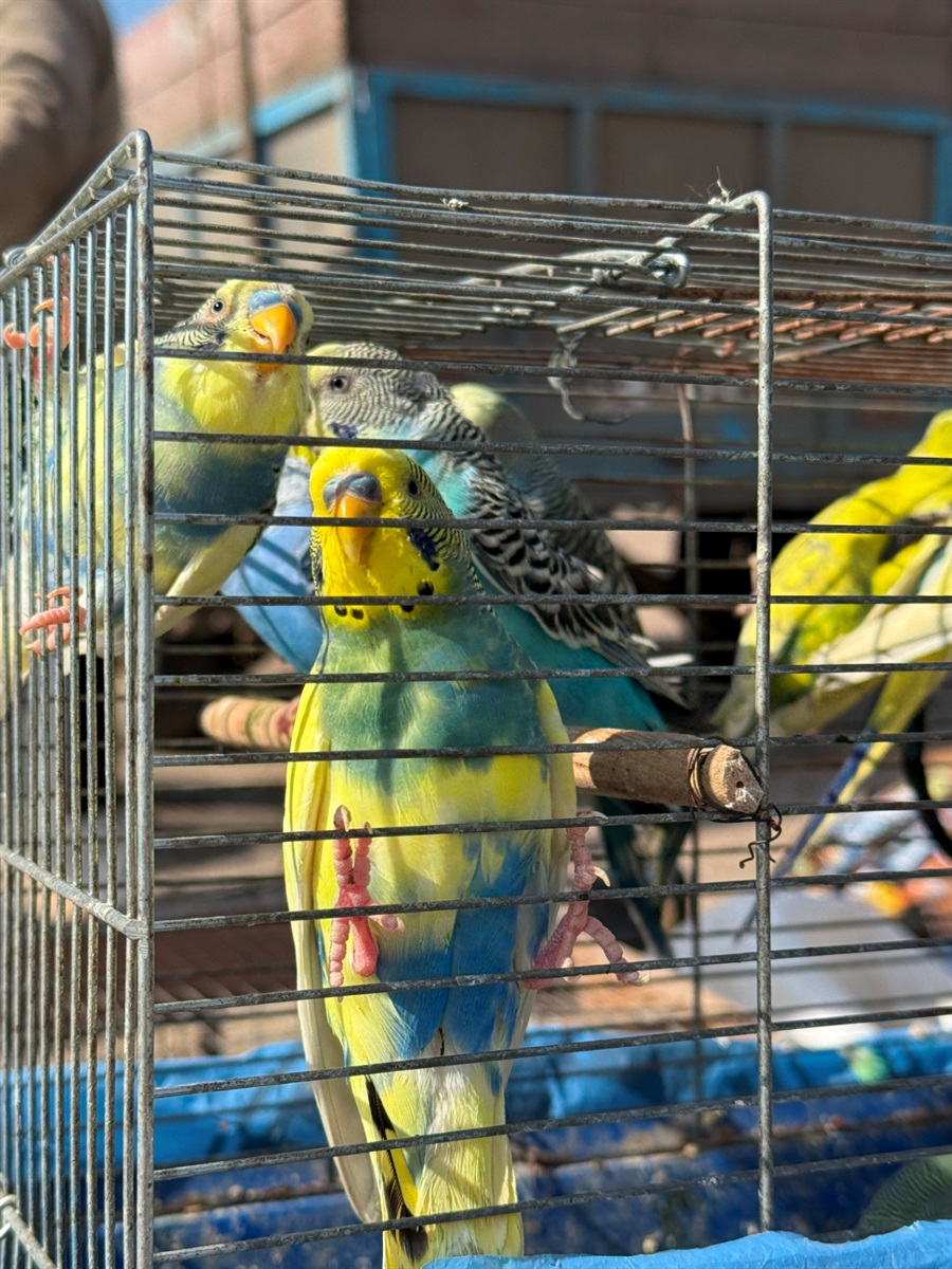 Хто такі голуби-вертуни та що вміє миколаївська льотна порода: репортаж з ярмарку в Первомайську