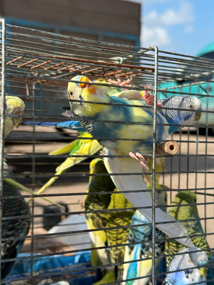 Хто такі голуби-вертуни та що вміє миколаївська льотна порода: репортаж з ярмарку в Первомайську