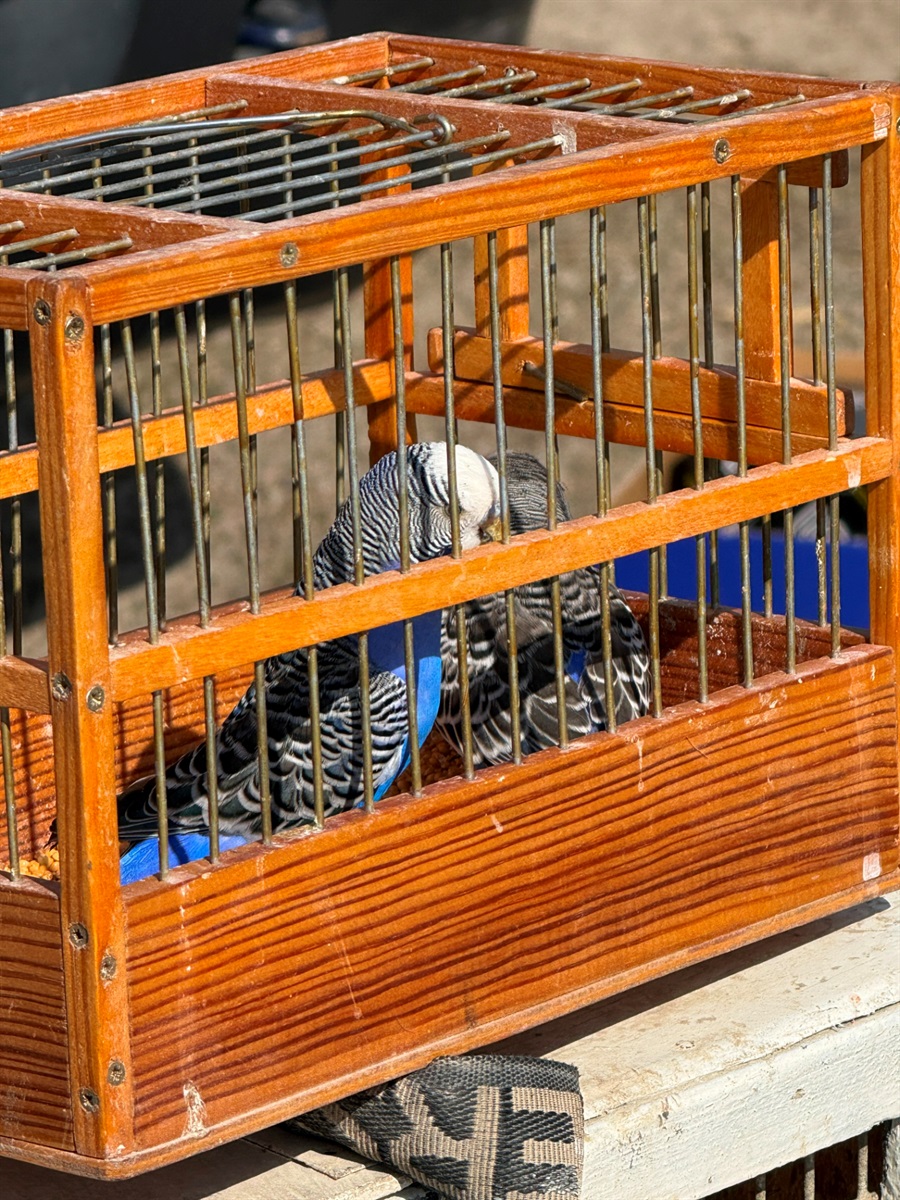 Хто такі голуби-вертуни та що вміє миколаївська льотна порода: репортаж з ярмарку в Первомайську