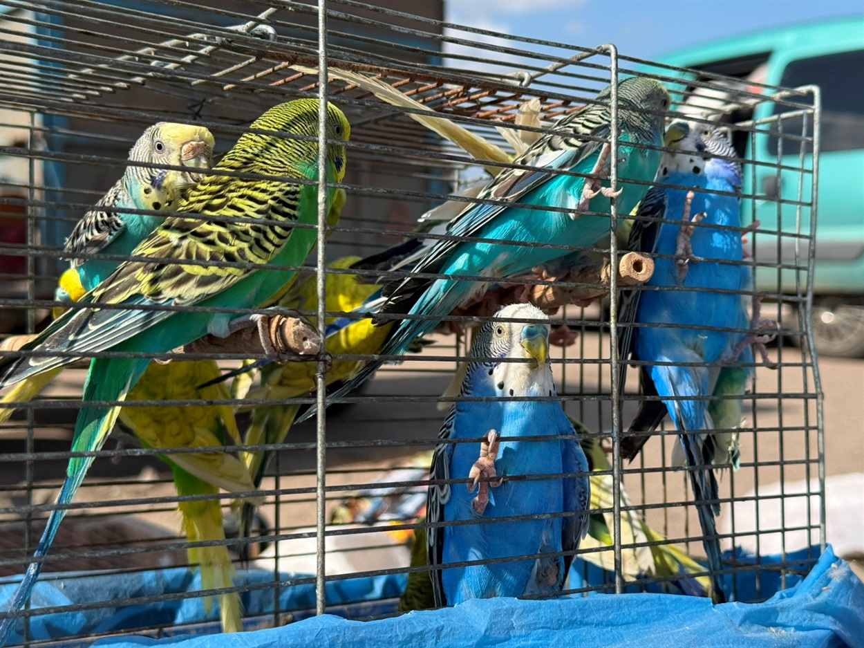 Хто такі голуби-вертуни та що вміє миколаївська льотна порода: репортаж з ярмарку в Первомайську