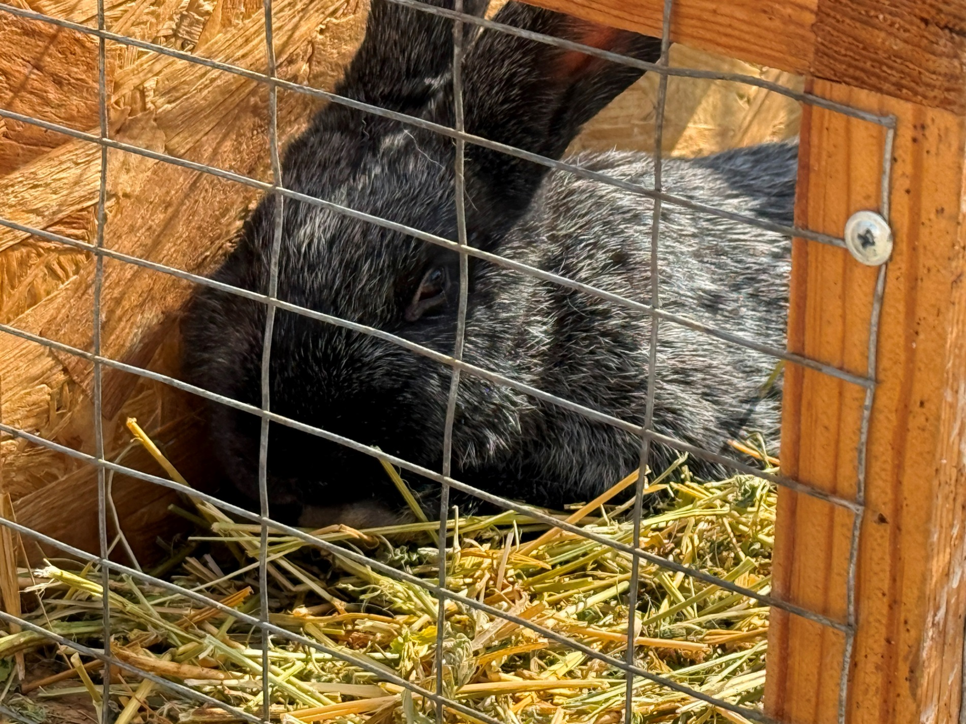 Хто такі голуби-вертуни та що вміє миколаївська льотна порода: репортаж з ярмарку в Первомайську