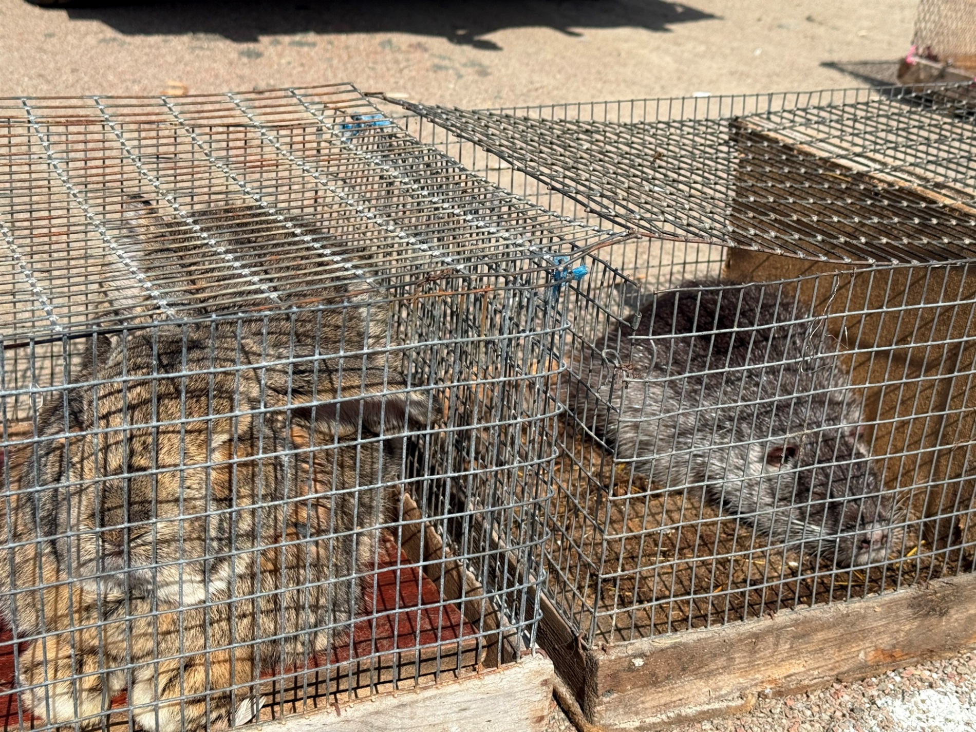 Хто такі голуби-вертуни та що вміє миколаївська льотна порода: репортаж з ярмарку в Первомайську