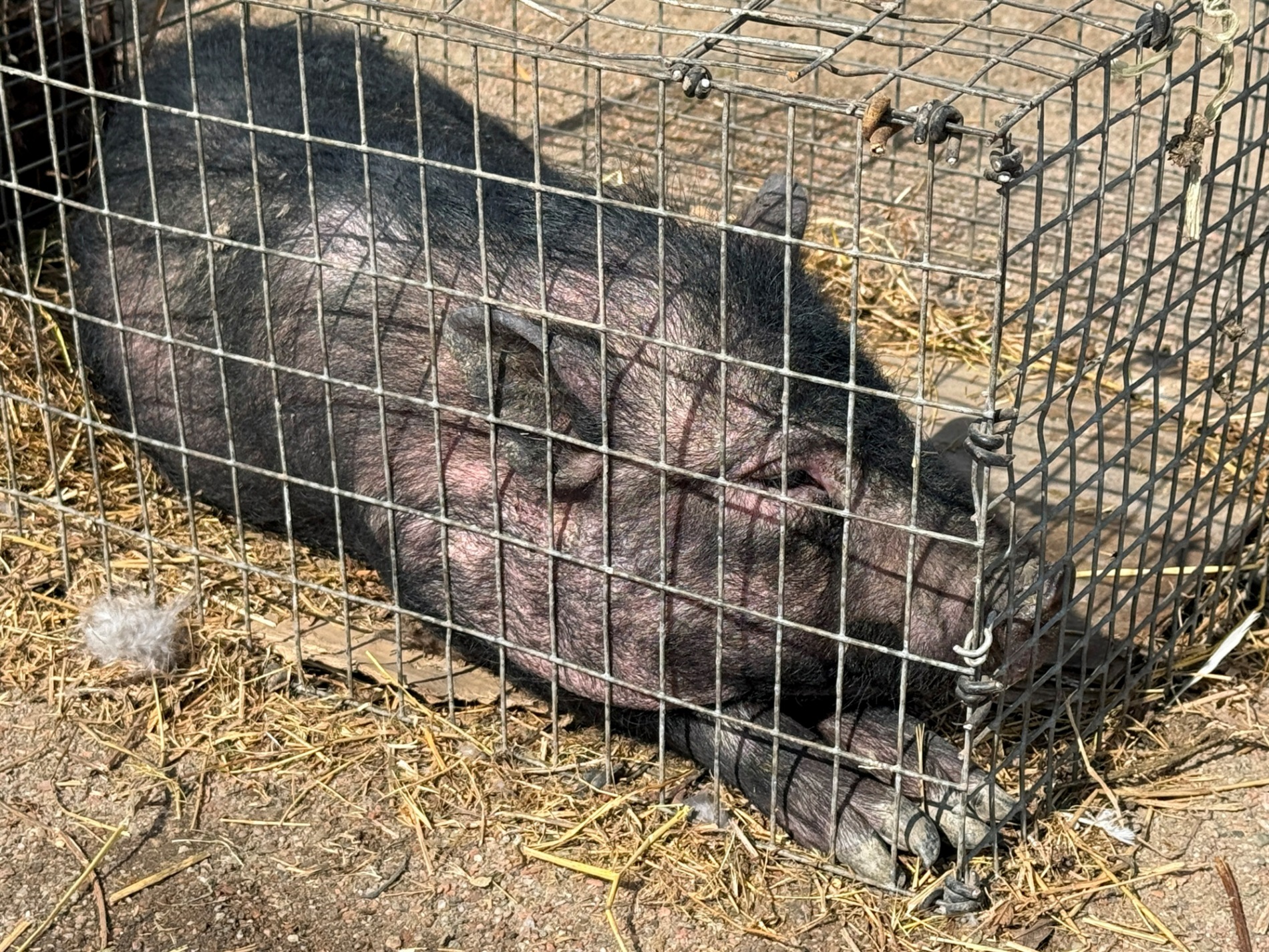 Хто такі голуби-вертуни та що вміє миколаївська льотна порода: репортаж з ярмарку в Первомайську
