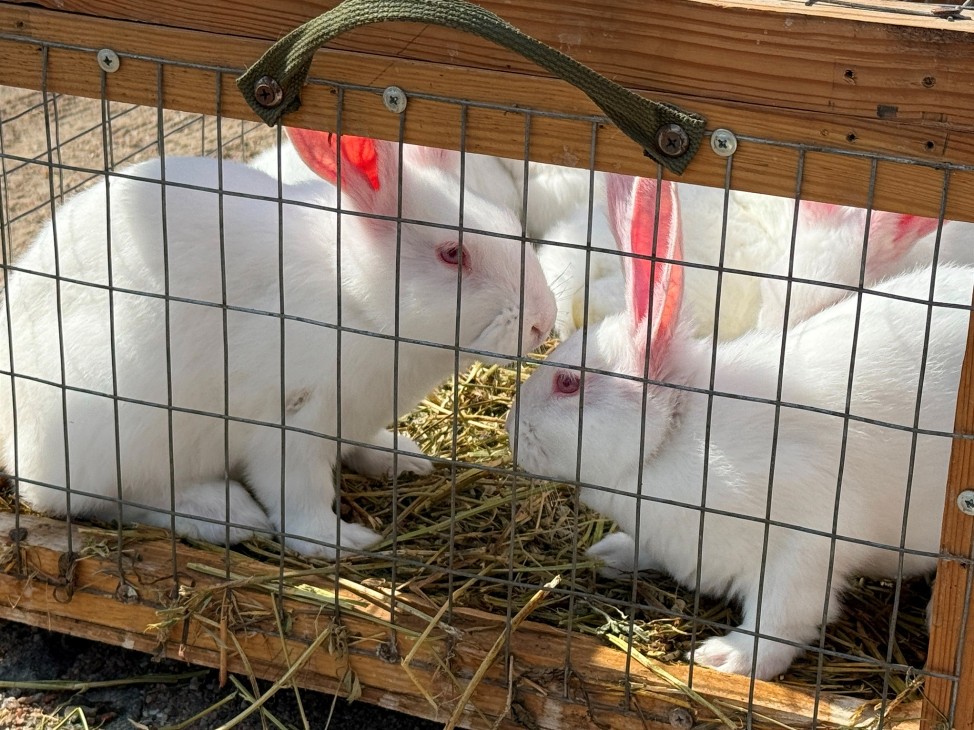 Хто такі голуби-вертуни та що вміє миколаївська льотна порода: репортаж з ярмарку в Первомайську