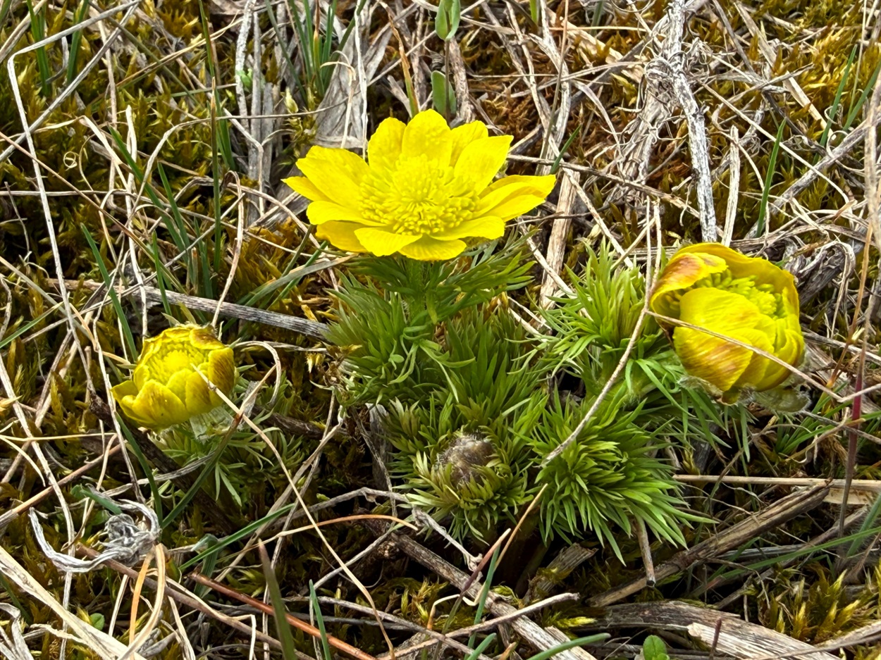 Горицвіт весняний