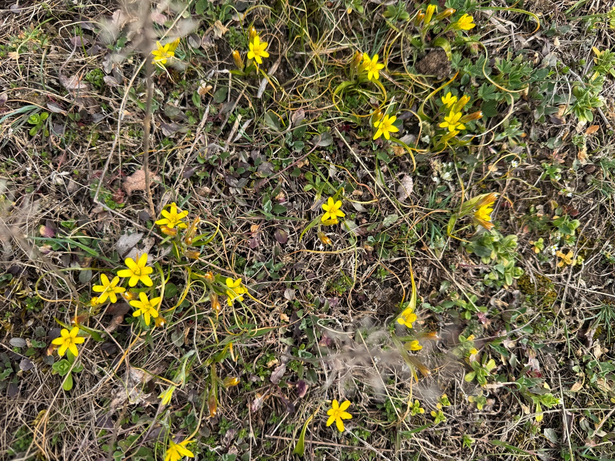 Зірочки весняні