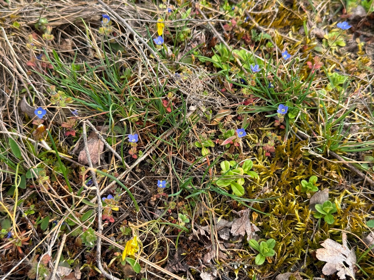 Вероніка перська