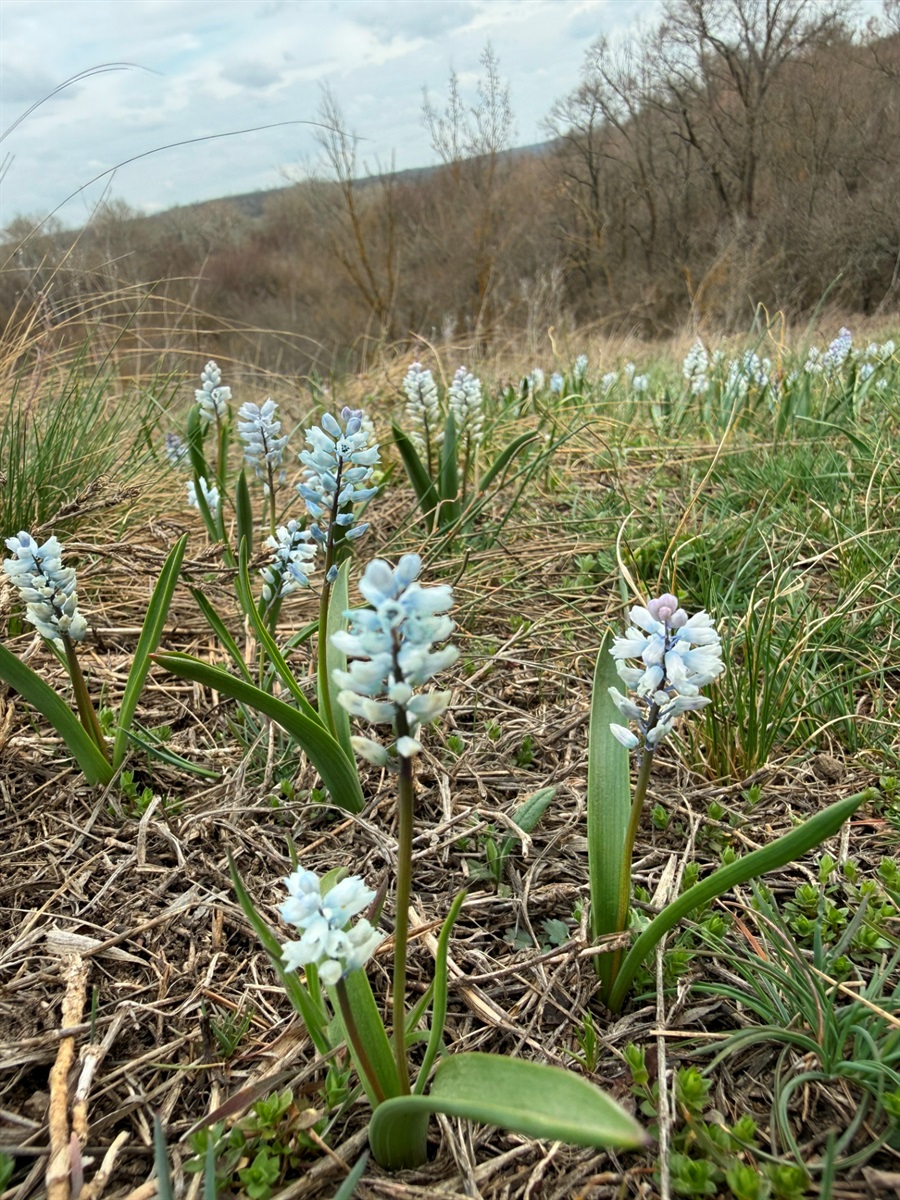 Гіацинтик блідий