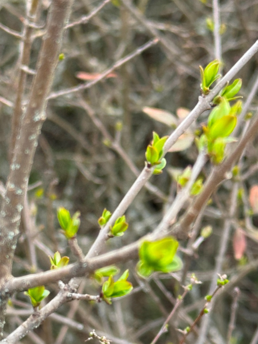 Перша зелень