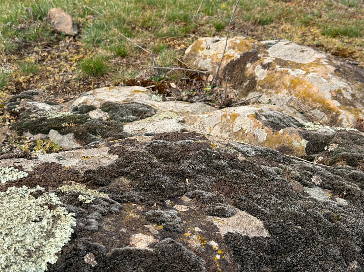 Граніти і лишайники