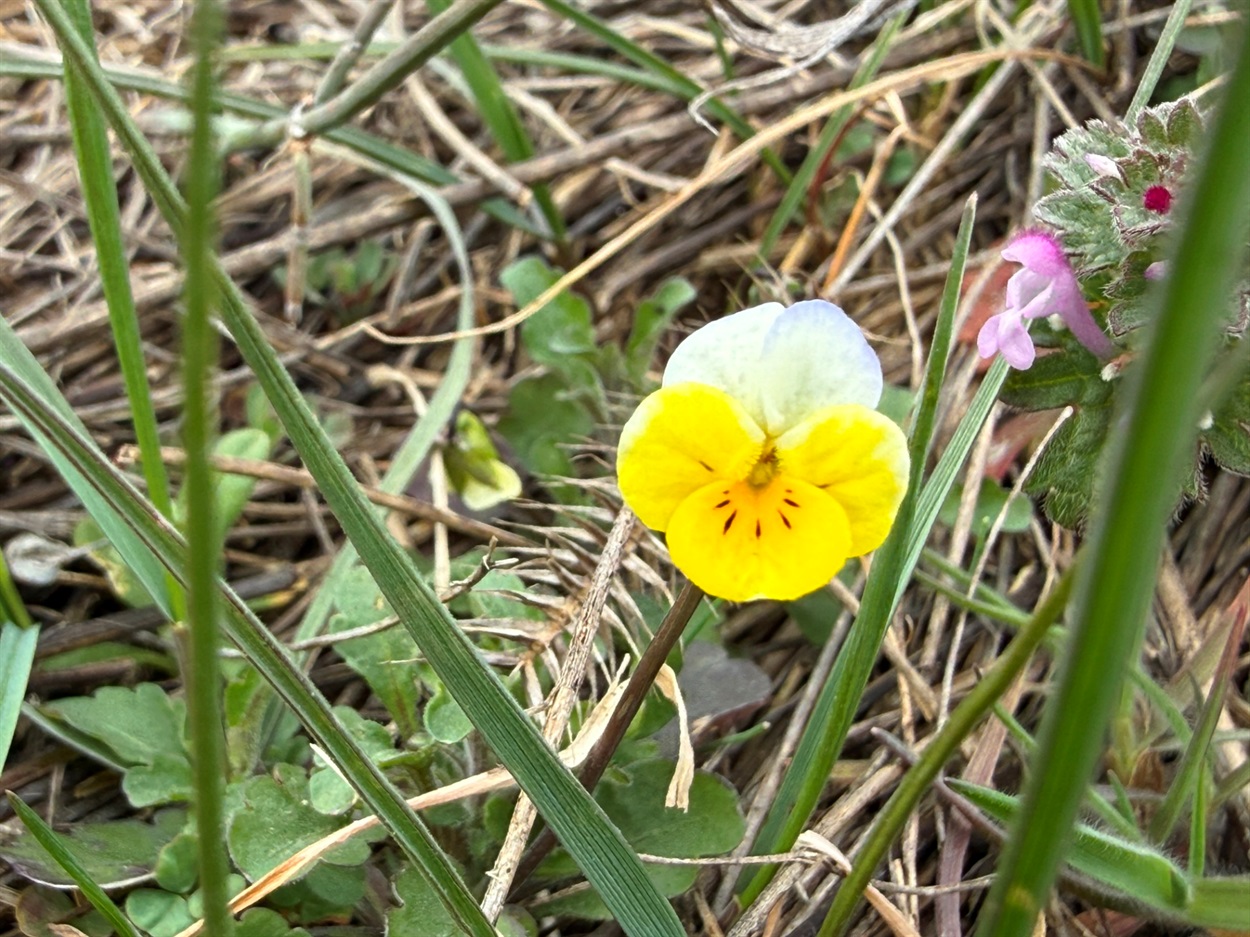 Фіалка польова