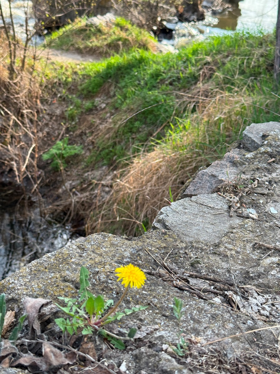 Перші кульбабки