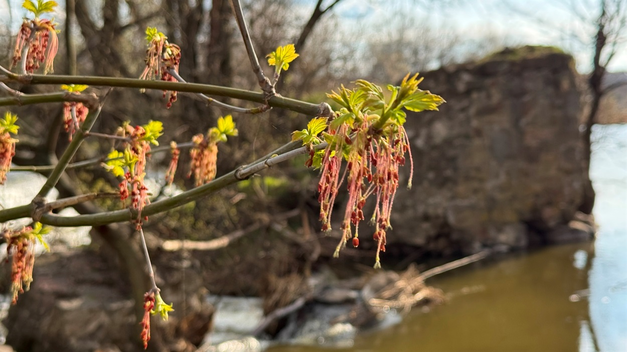 Квітне клен ясенелистий