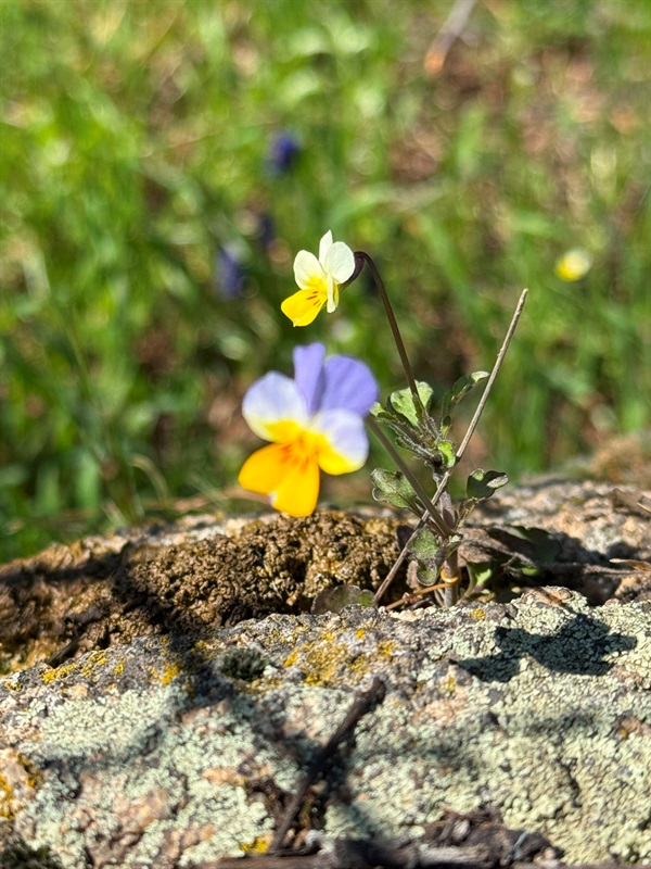 Мальовничі мури старого млина: фотоальбом і відеоекскурс цікавинками Первомайщини