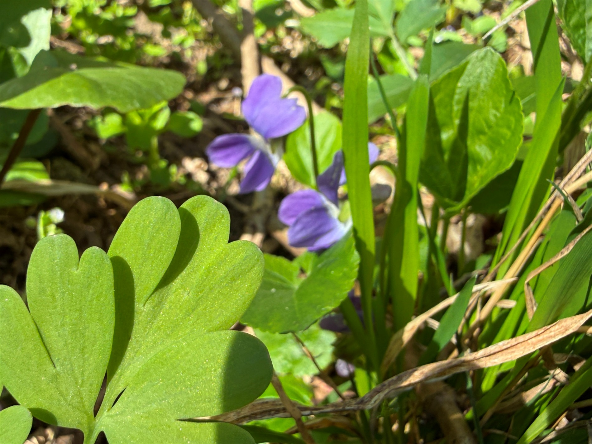 Мальовничі мури старого млина: фотоальбом і відеоекскурс цікавинками Первомайщини