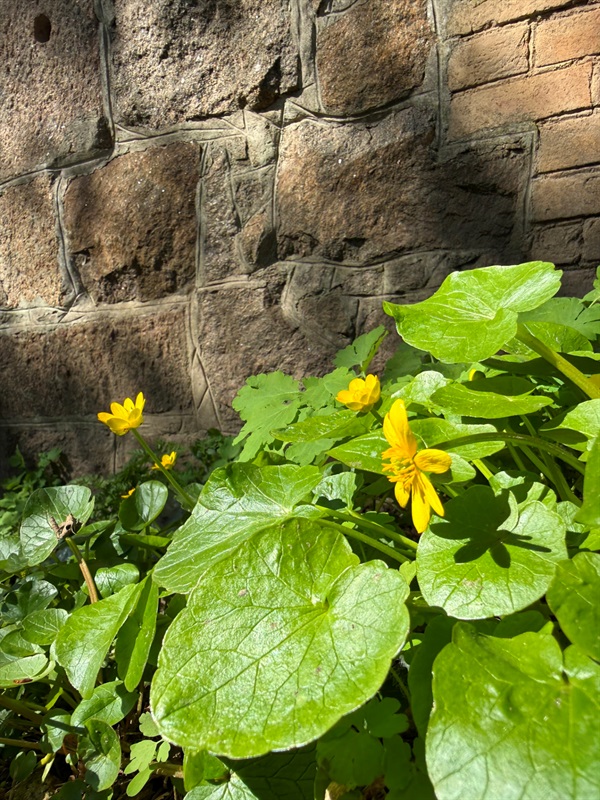 Мальовничі мури старого млина: фотоальбом і відеоекскурс цікавинками Первомайщини