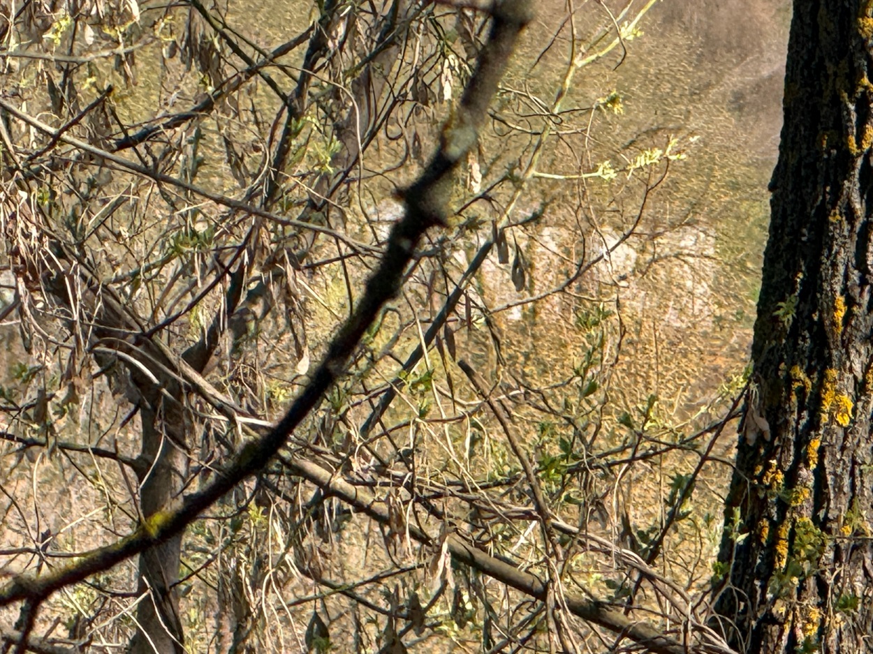 Млин у  Семенівці
