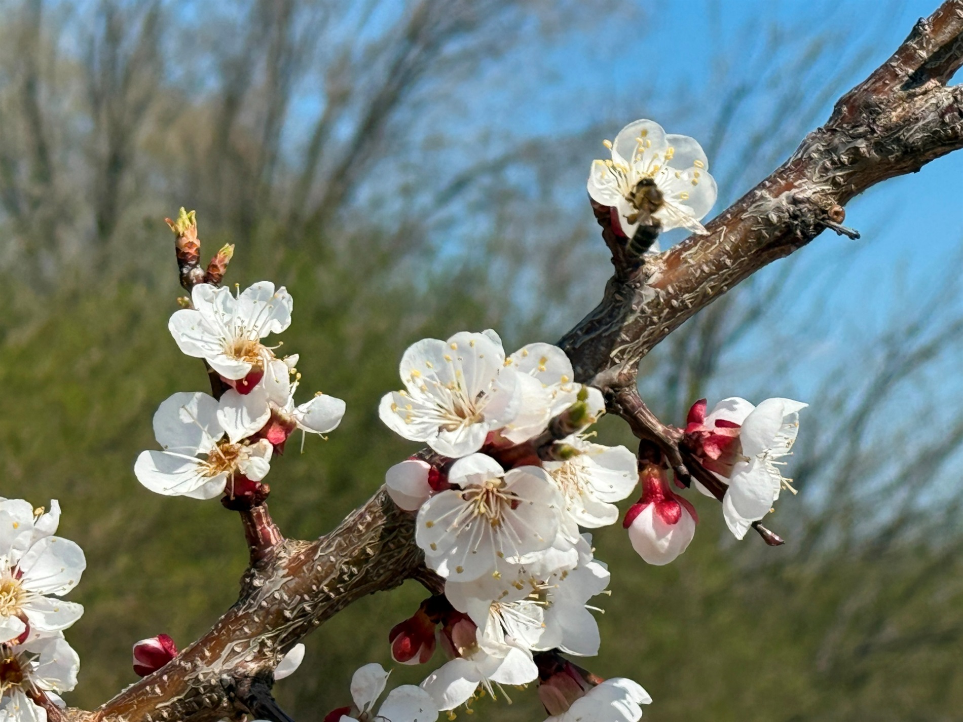 Мальовничі мури старого млина: фотоальбом і відеоекскурс цікавинками Первомайщини
