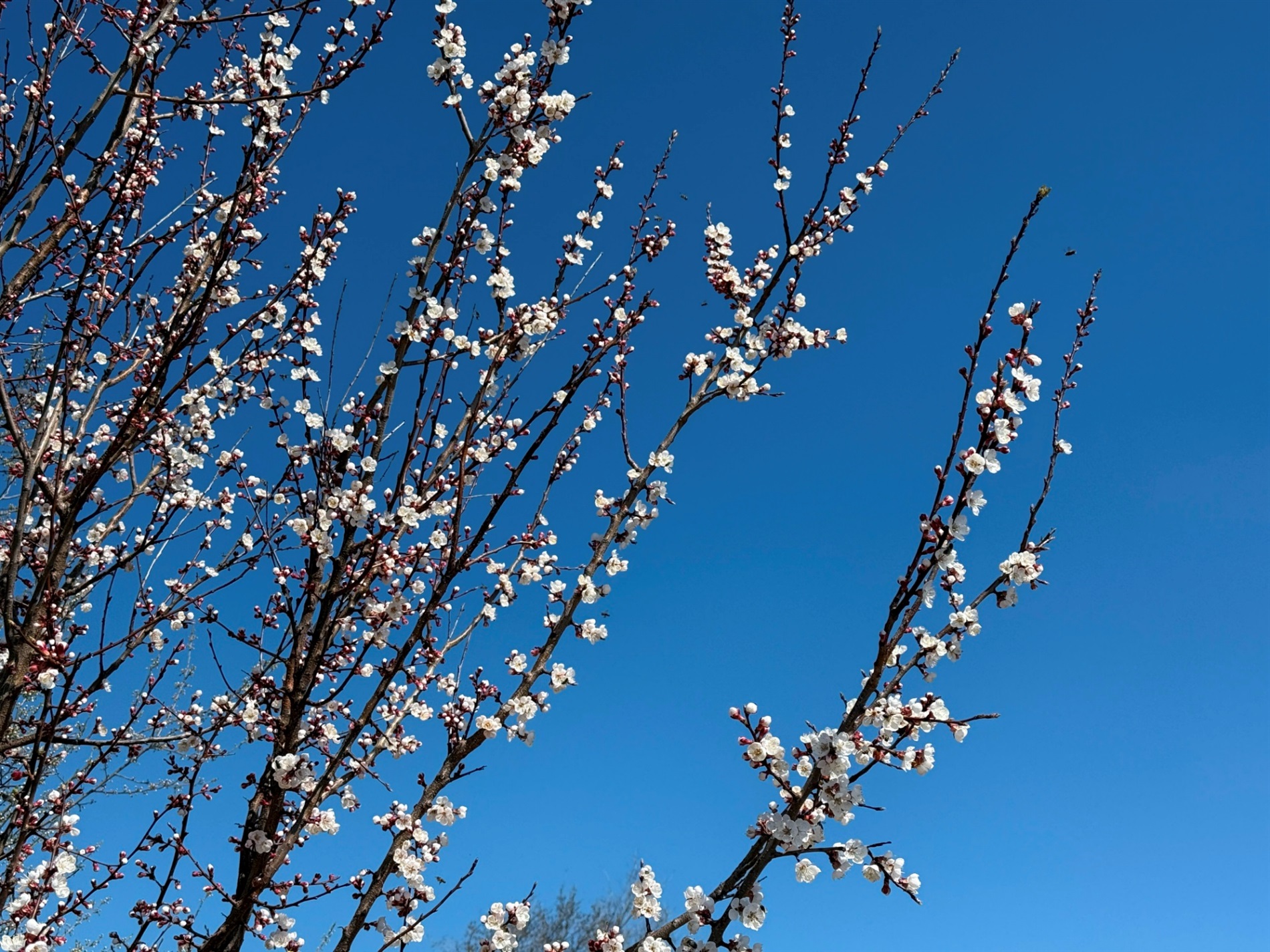 Мальовничі мури старого млина: фотоальбом і відеоекскурс цікавинками Первомайщини