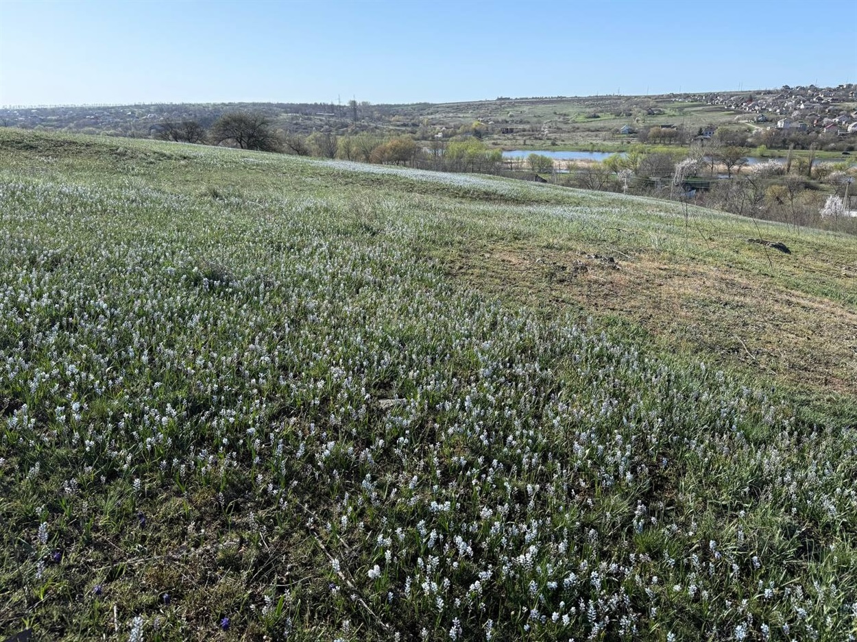 Долина першоцвітів