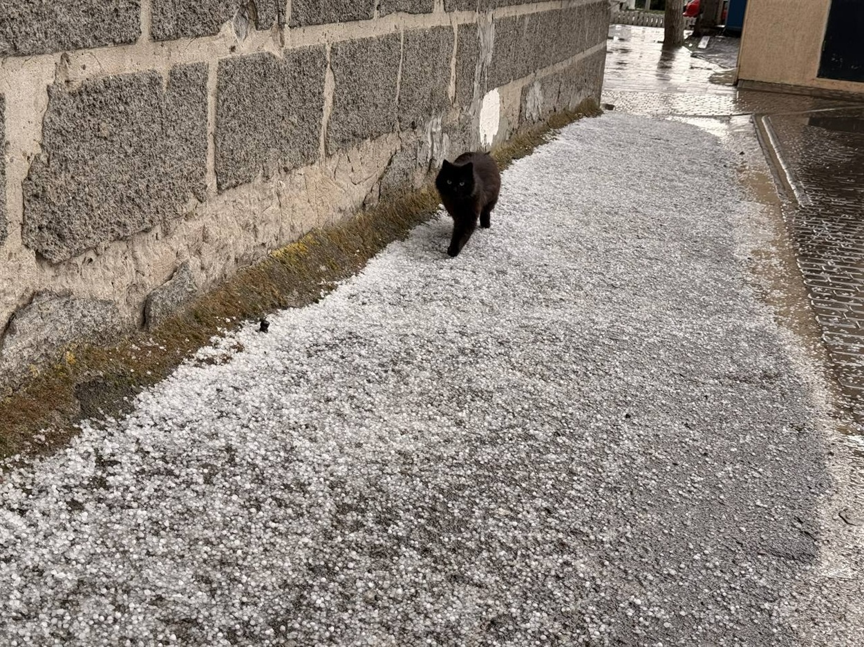 Котик тікає від негоди