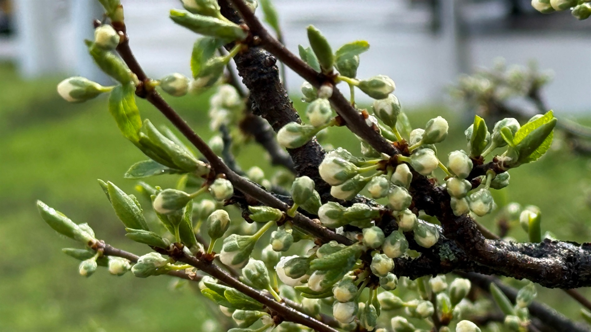 Хмари, град і знову сонце: мінливий квітень у Первомайську. Фотоальбом