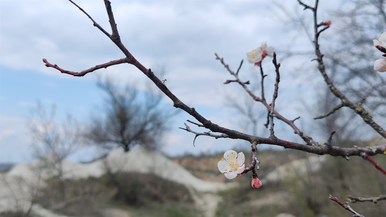 Вперті абрикоси