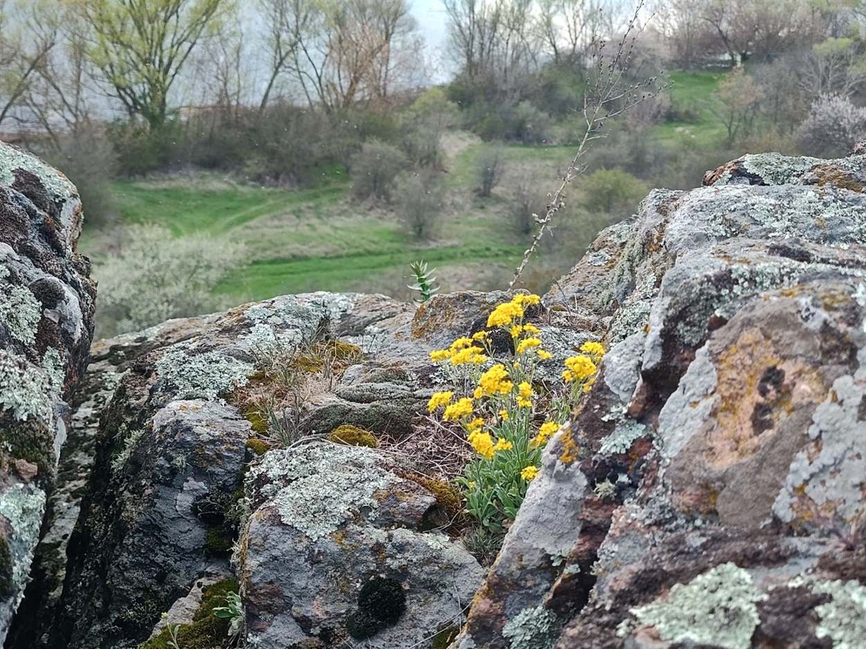 Авринія скельна