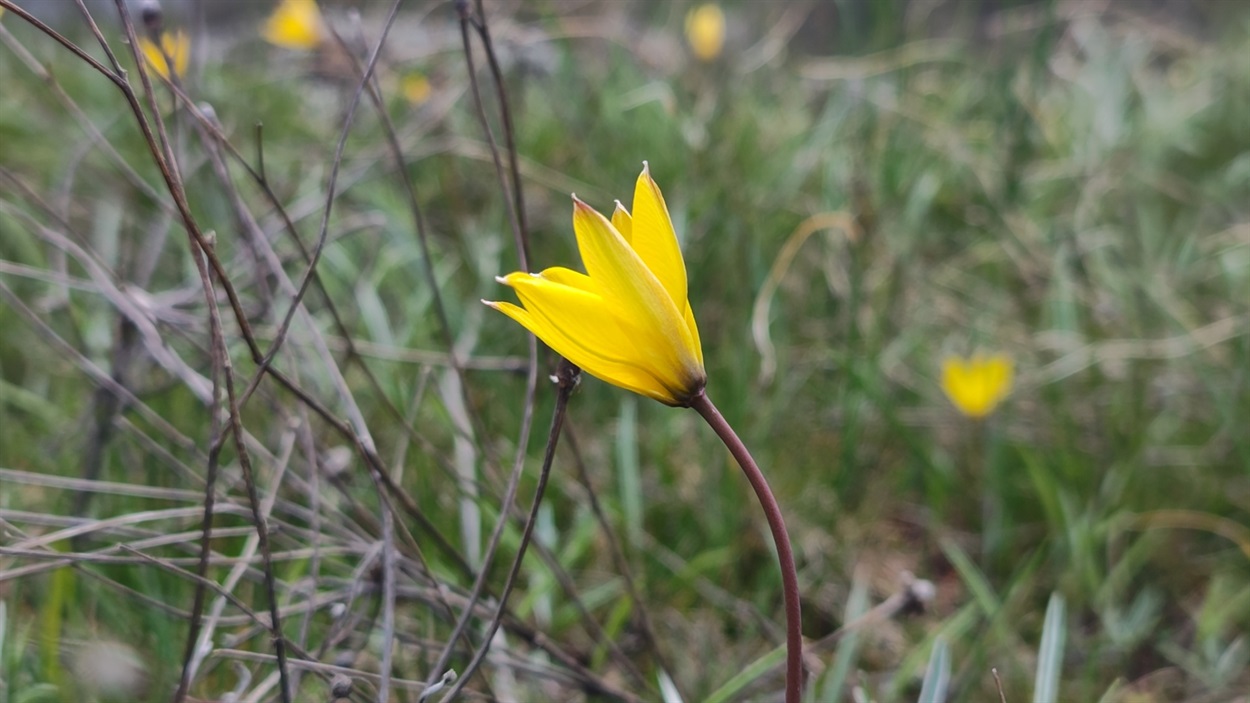 Бузький тюльпан