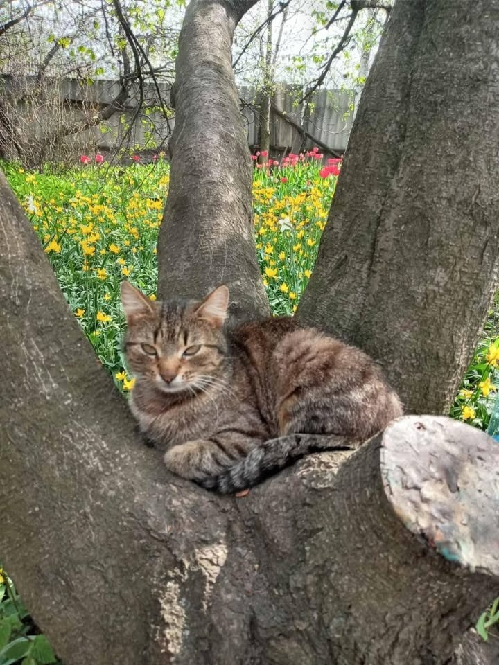 У дворі в Удачному