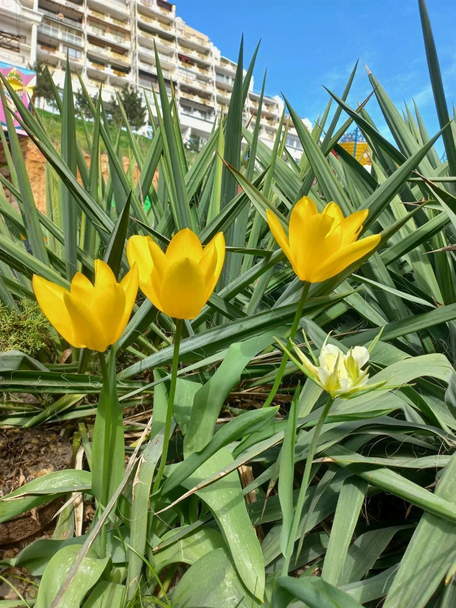 Жовті тюльпани Одеси