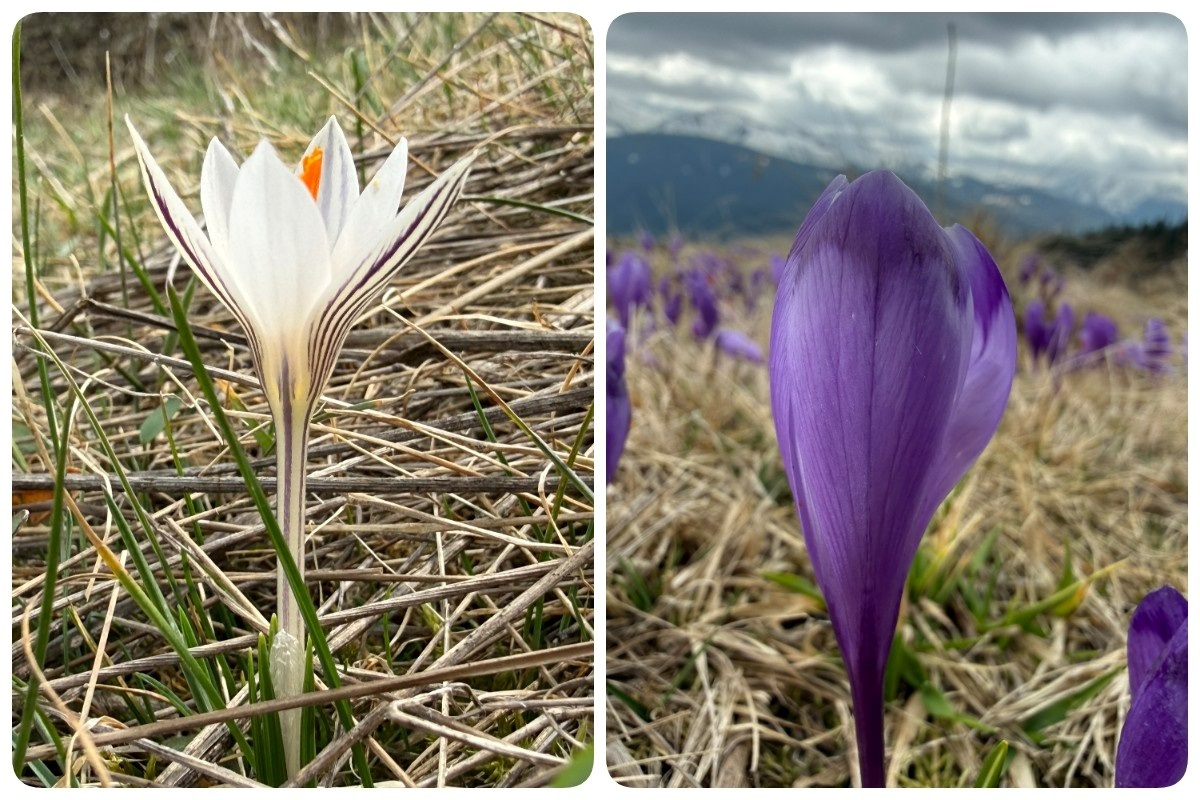 Ліворуч шафран сітчастий в Грушівці. Праворуч шафран Гейфеля на полонині Кукул