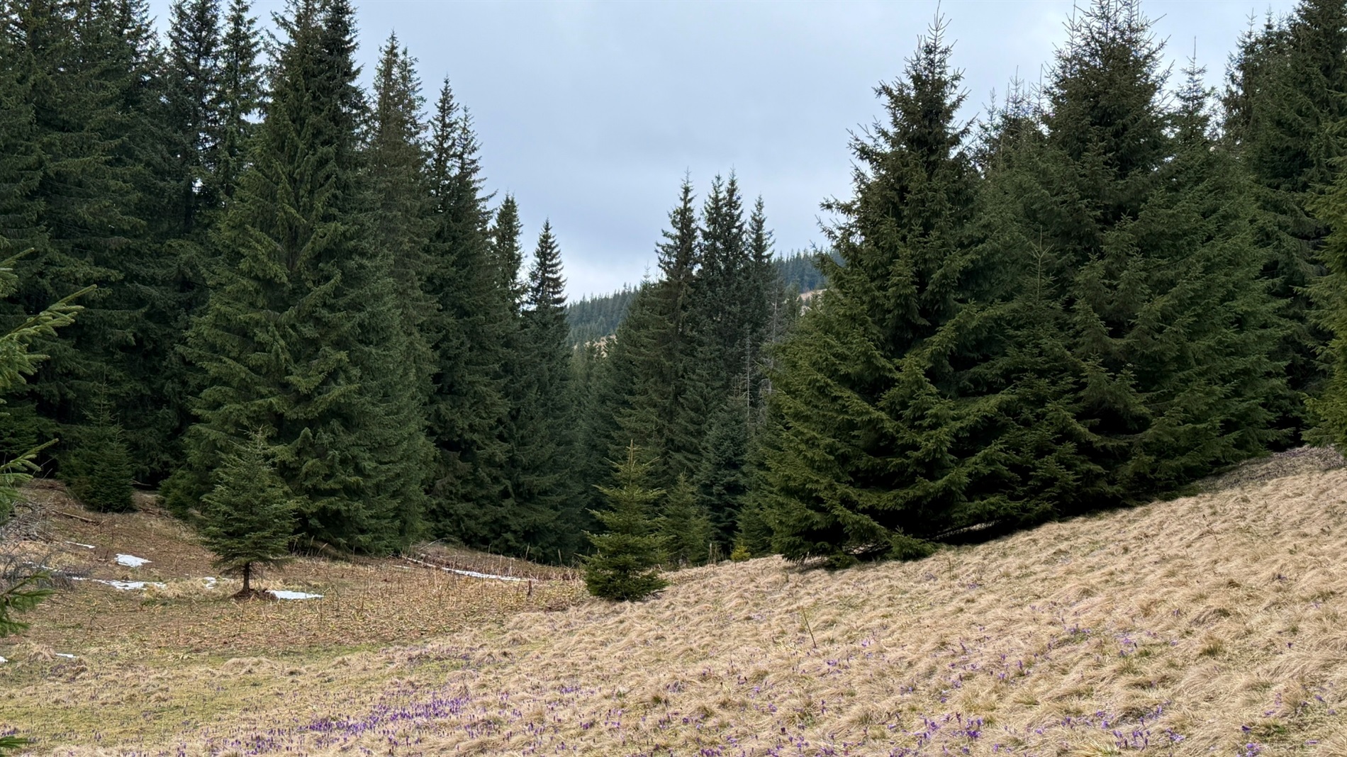 Чи варто йти в похід на Кукул, коли квітнуть крокуси: пригоди журналістки