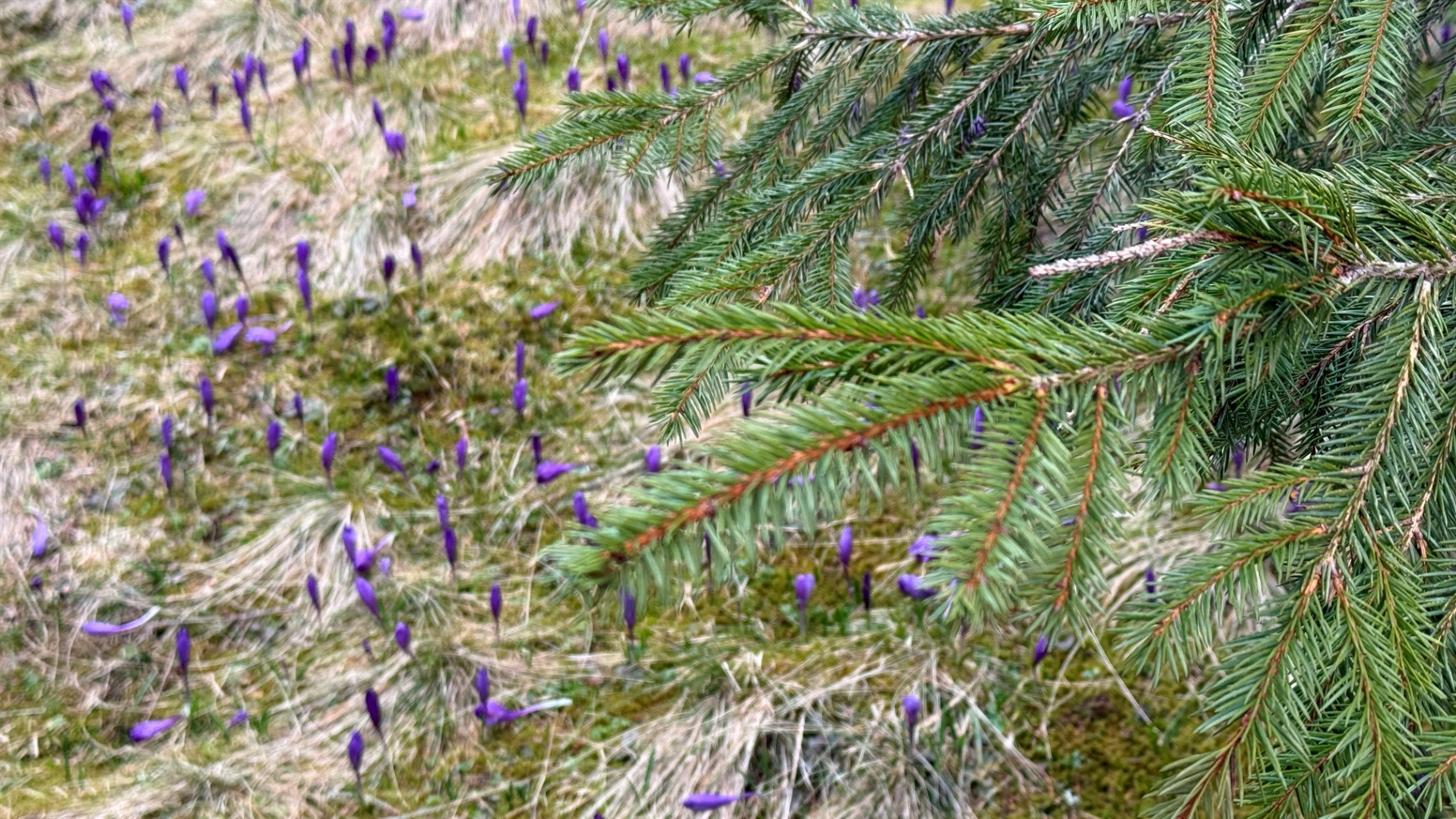 Чи варто йти в похід на Кукул, коли квітнуть крокуси: пригоди журналістки