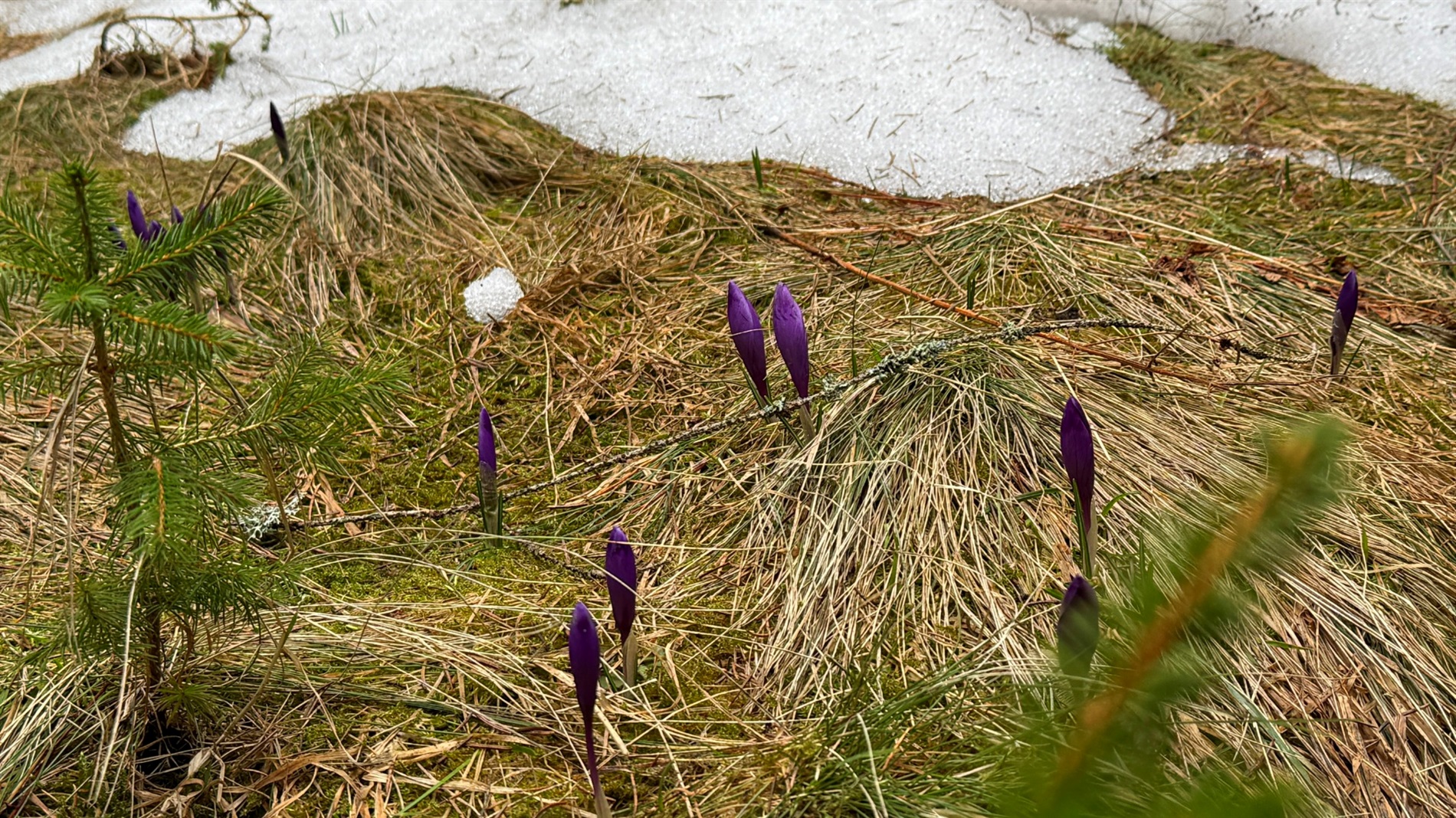 Чи варто йти в похід на Кукул, коли квітнуть крокуси: пригоди журналістки