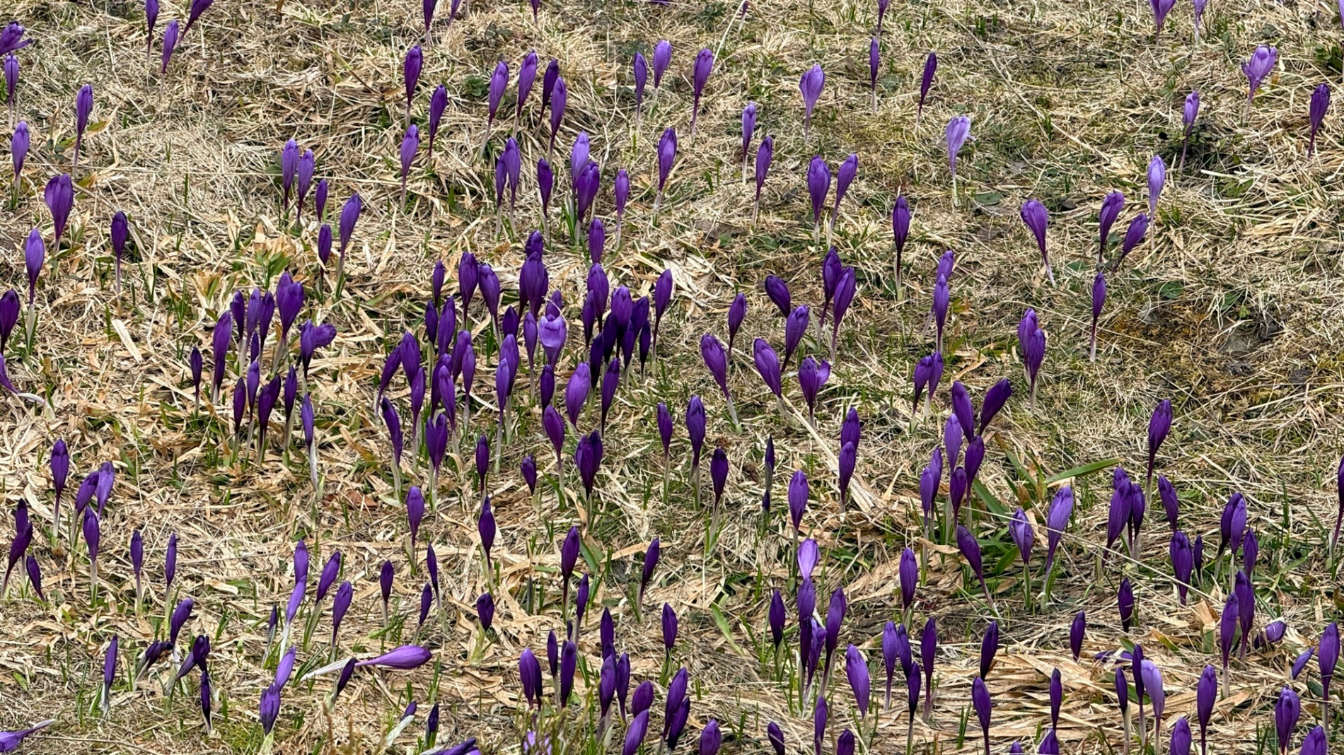 Чи варто йти в похід на Кукул, коли квітнуть крокуси: пригоди журналістки