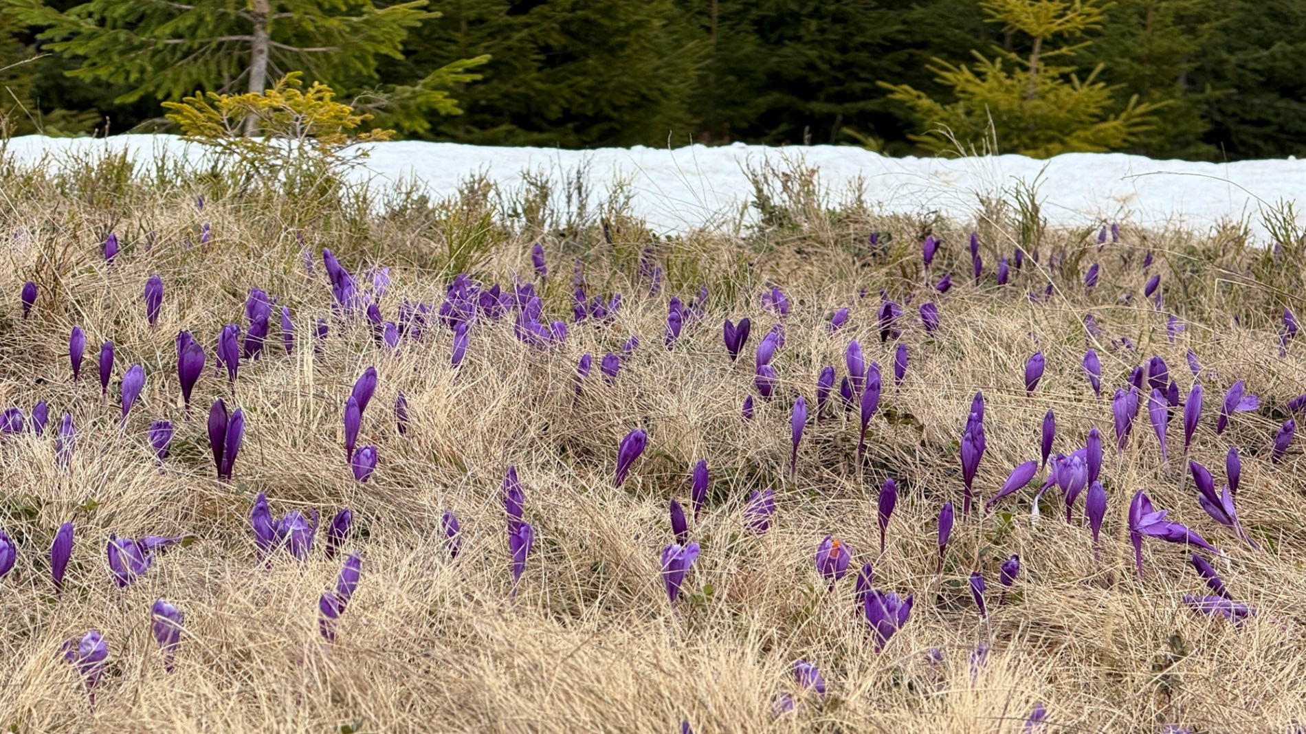 Чи варто йти в похід на Кукул, коли квітнуть крокуси: пригоди журналістки