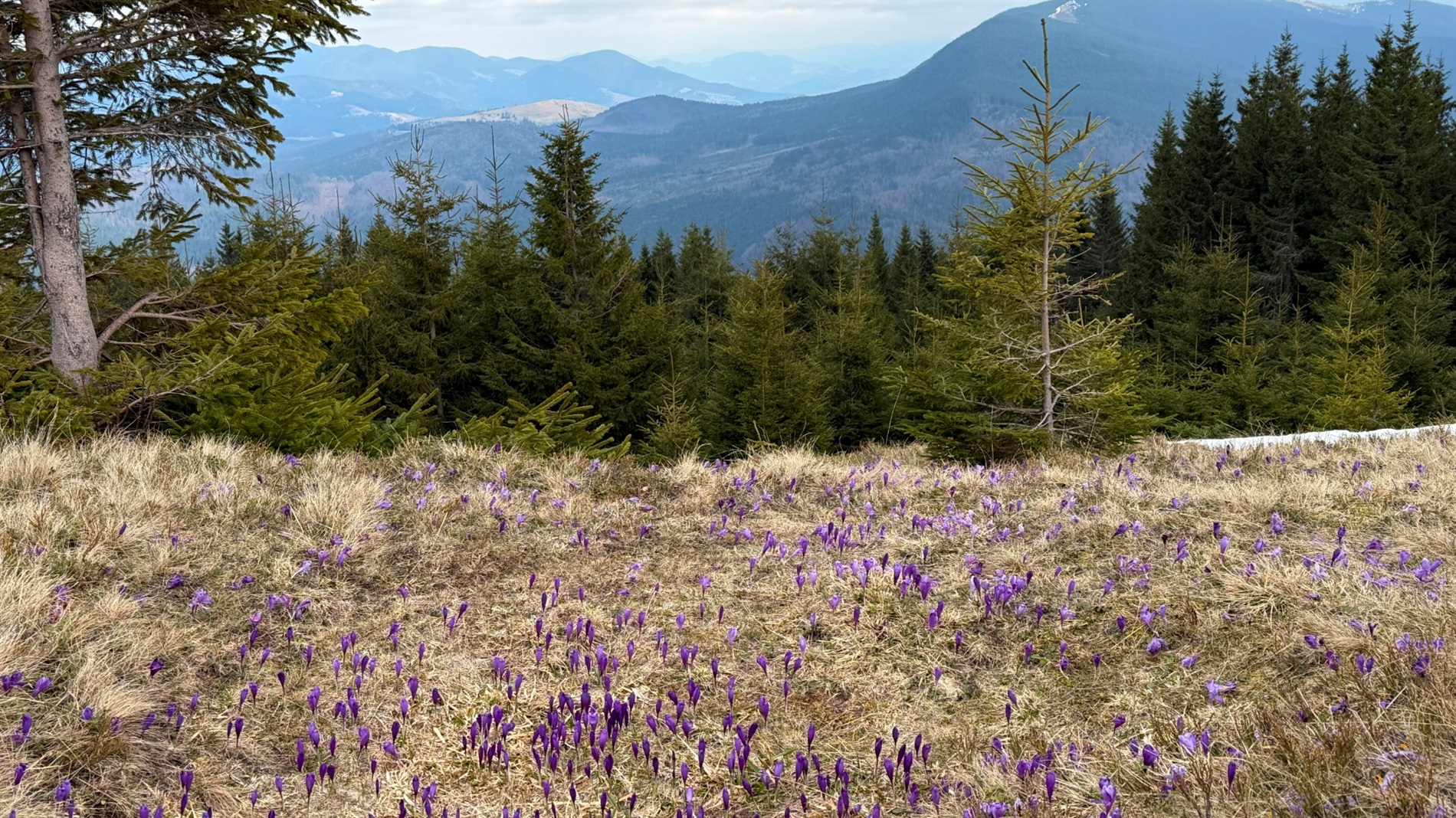 Чи варто йти в похід на Кукул, коли квітнуть крокуси: пригоди журналістки