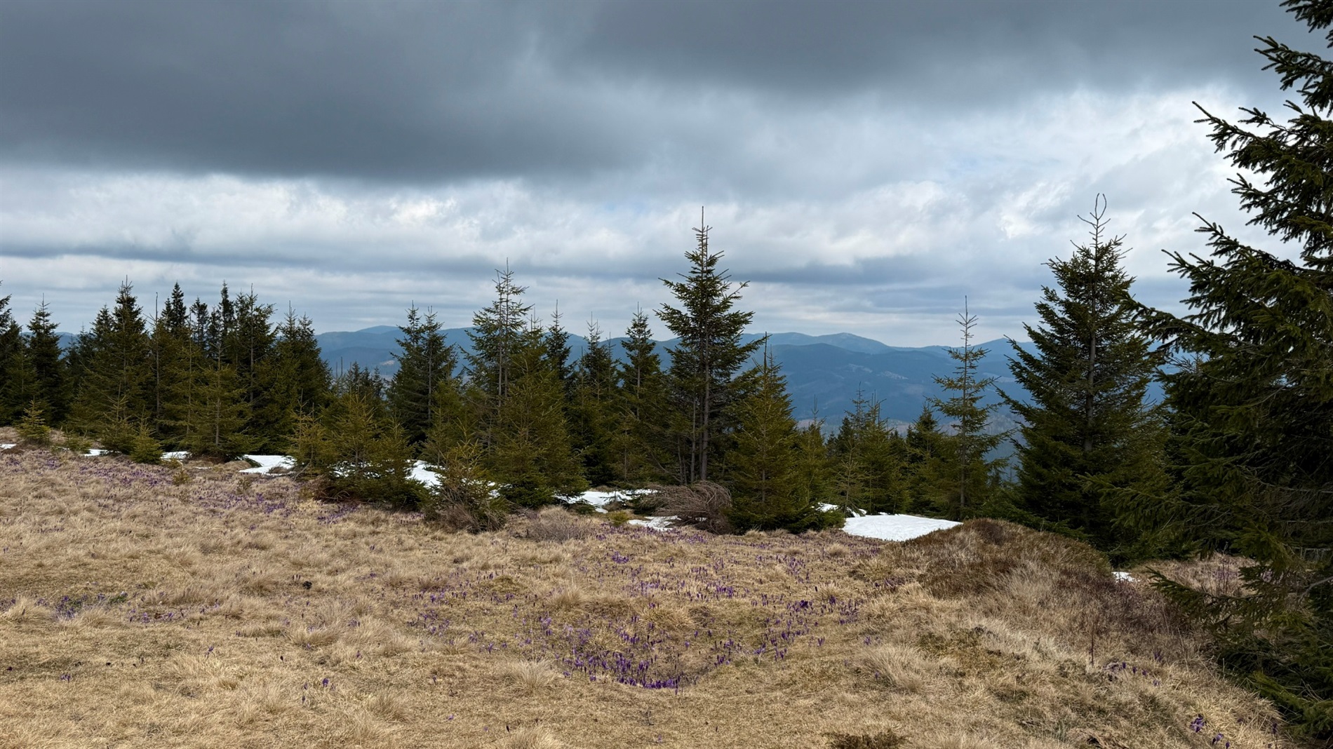 Чи варто йти в похід на Кукул, коли квітнуть крокуси: пригоди журналістки