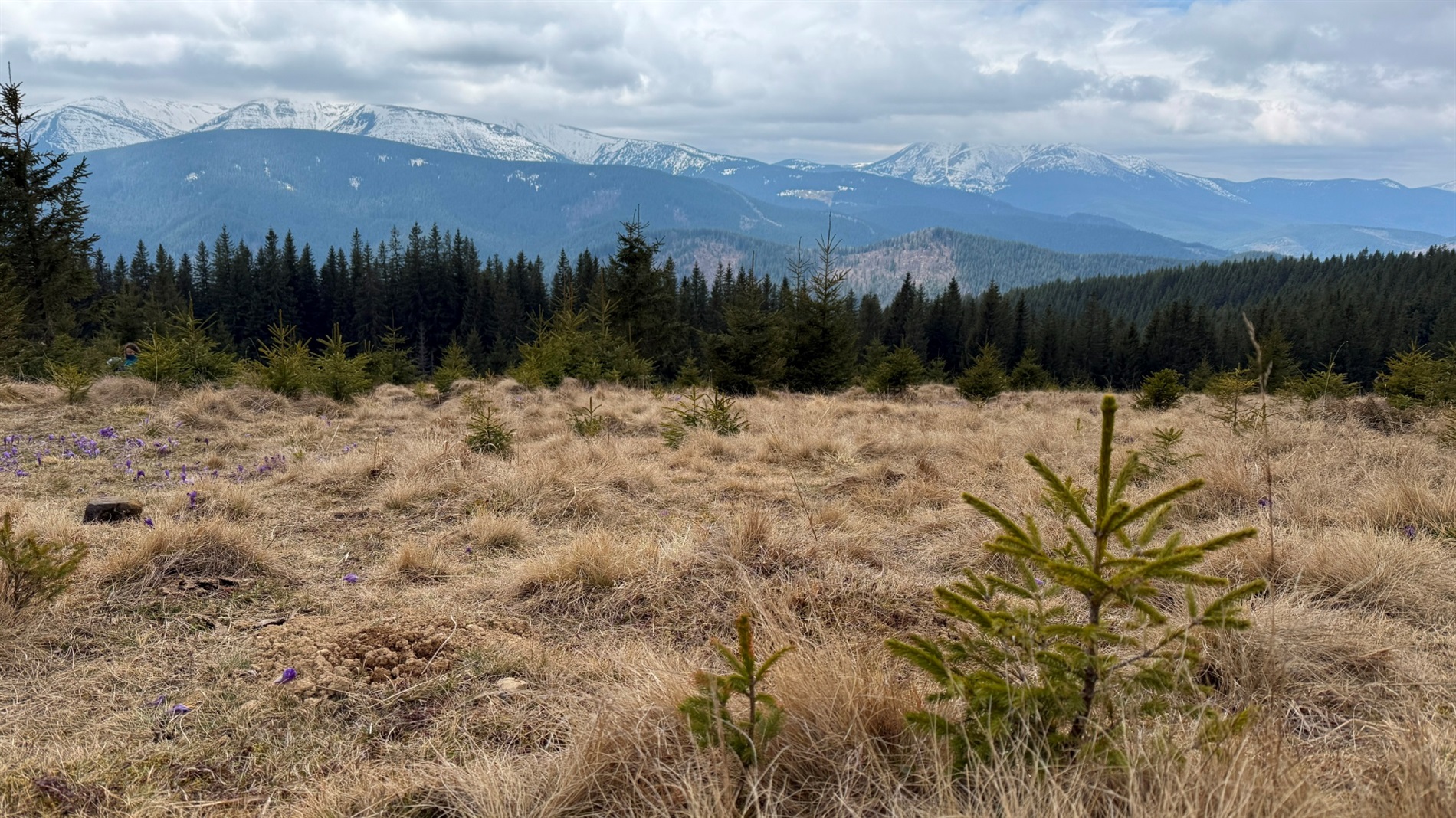 Чи варто йти в похід на Кукул, коли квітнуть крокуси: пригоди журналістки