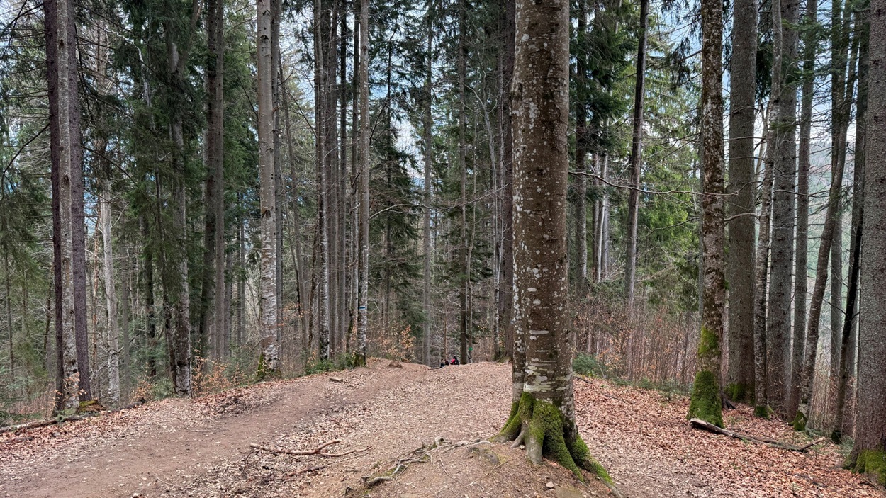 Для підйому т а спуску стануть в пригоді трекінгові палиці